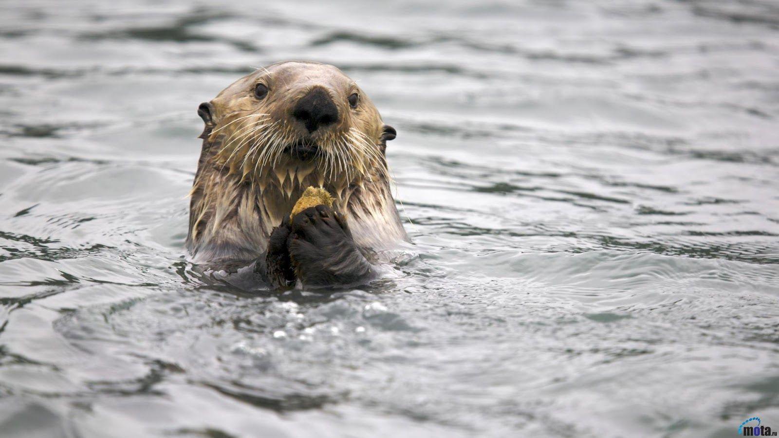 Uk Hot Celeberties: Sea Otter Desktop Hd Wallpapers