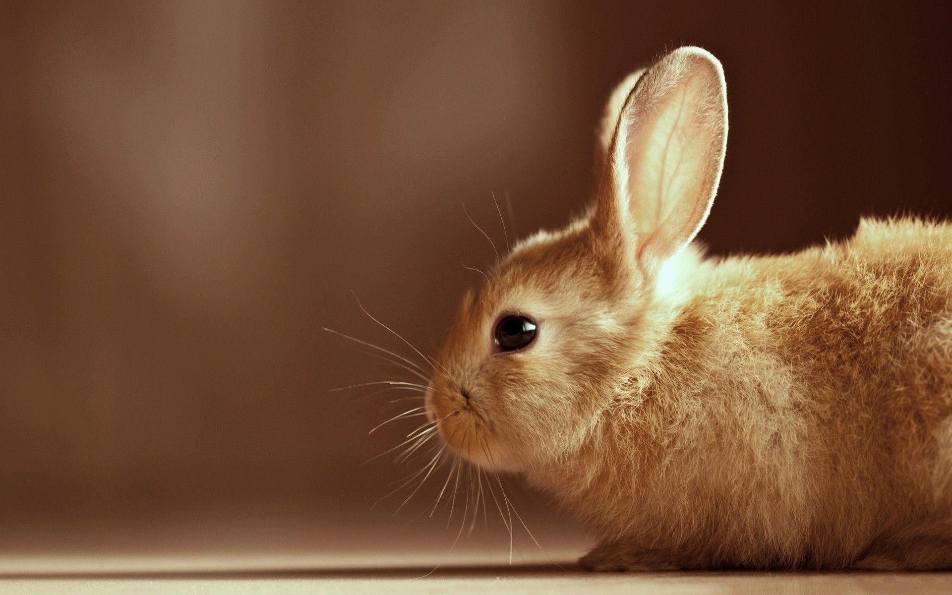 Cute Rabbit Wallpaper. Rabit, Rabbit, Wallpaper, Cute