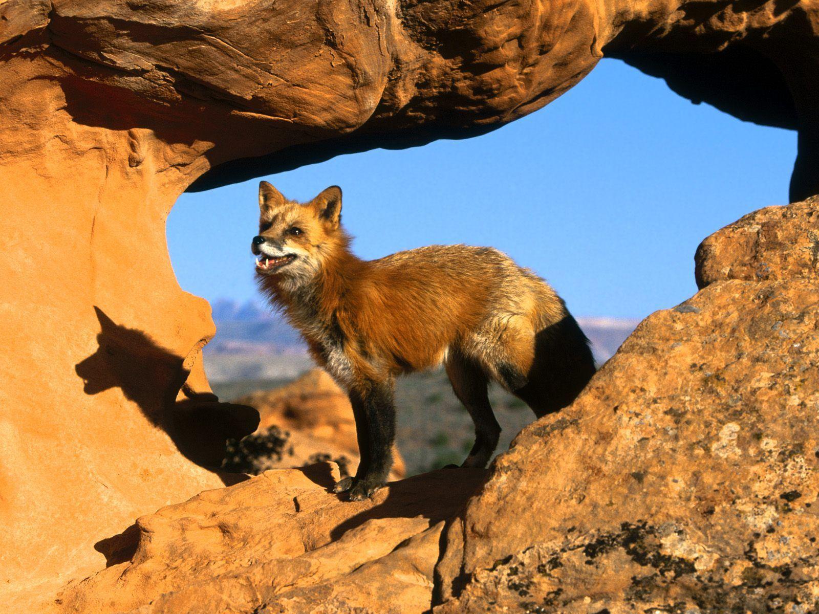 Fox Animal HD Wallpapers