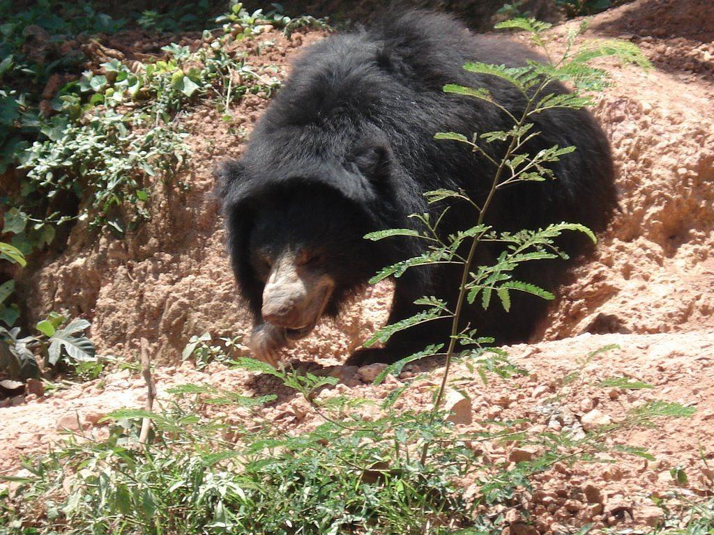 Free Sloth Bear Wallpapers download