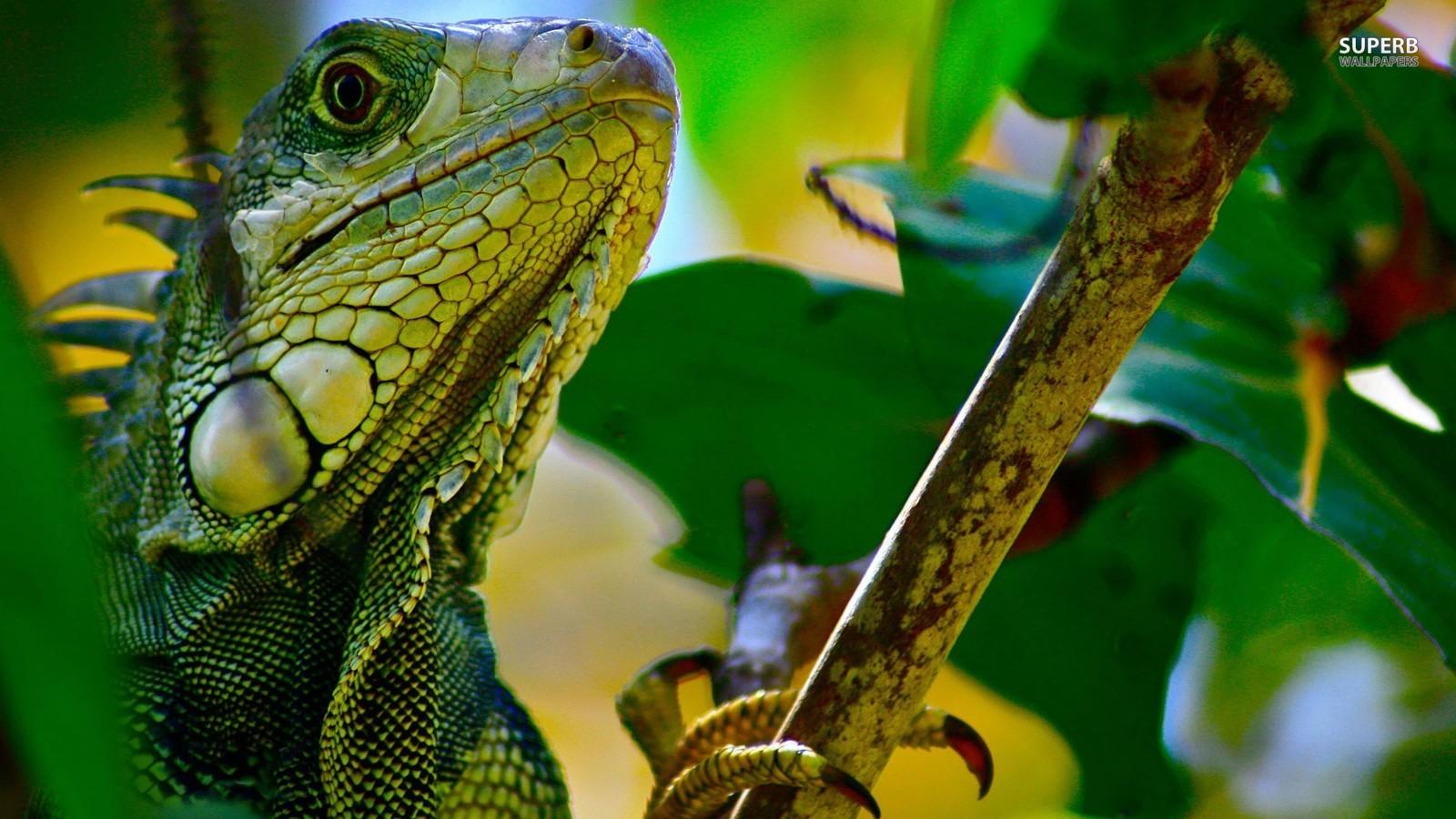 lizards image Iguana HD wallpapers and backgrounds photos