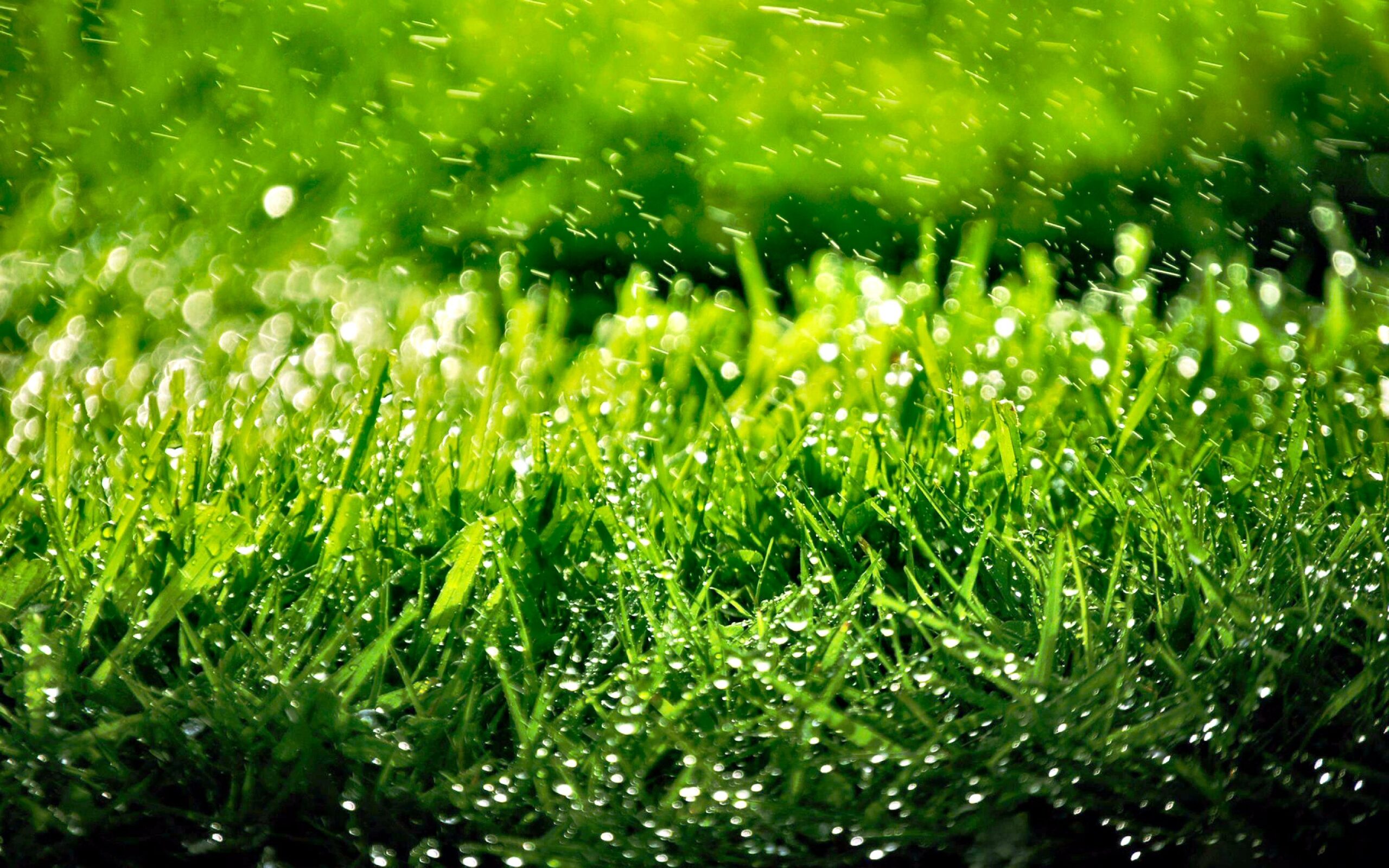 67+ Hd Grass Wallpapers