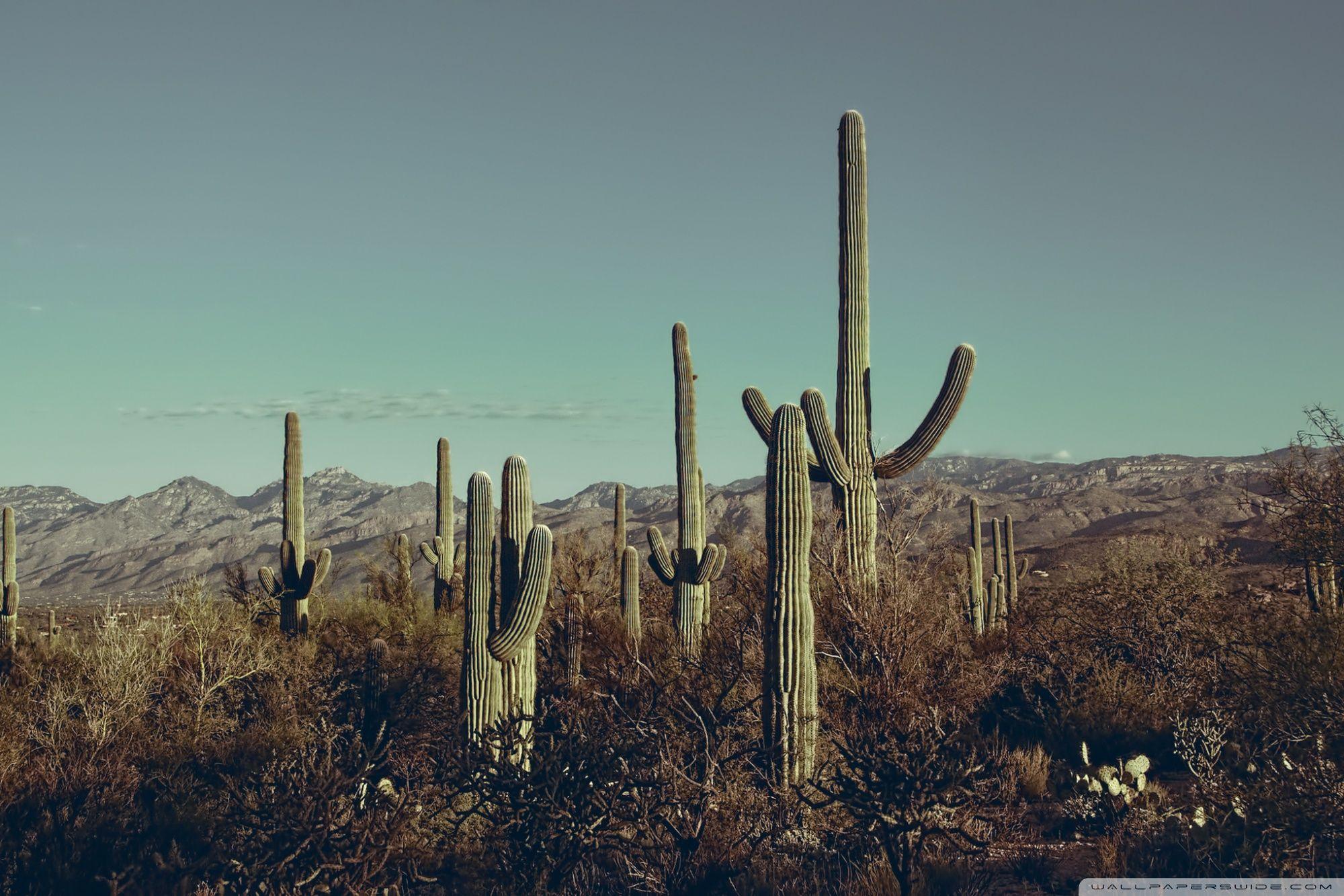 Saguaro National Park East, Arizona ❤ 4K HD Desktop Wallpapers for