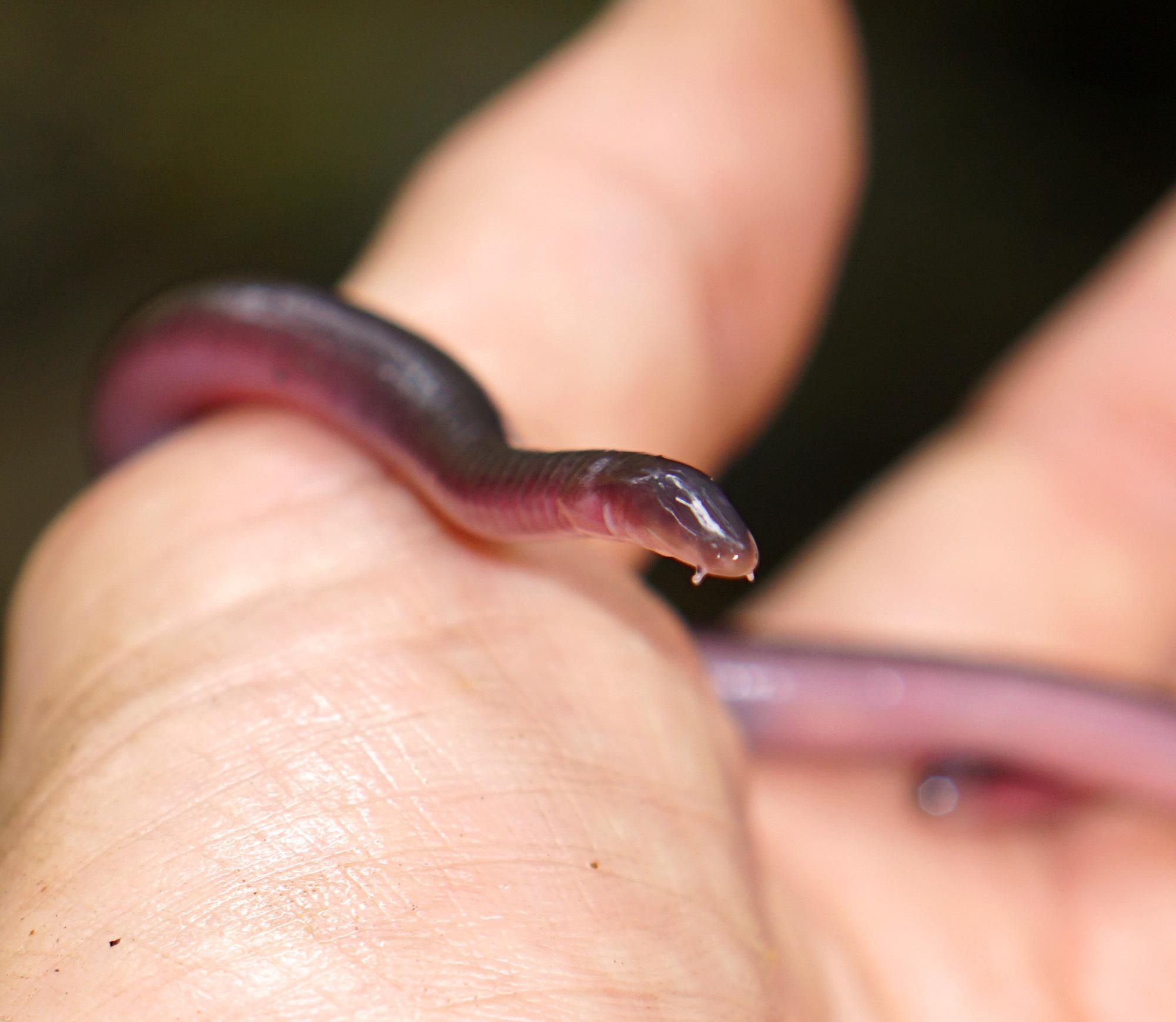 Caecilians