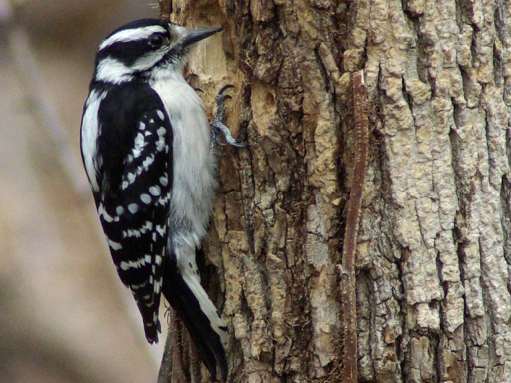 Woodpecker Wallpapers 14