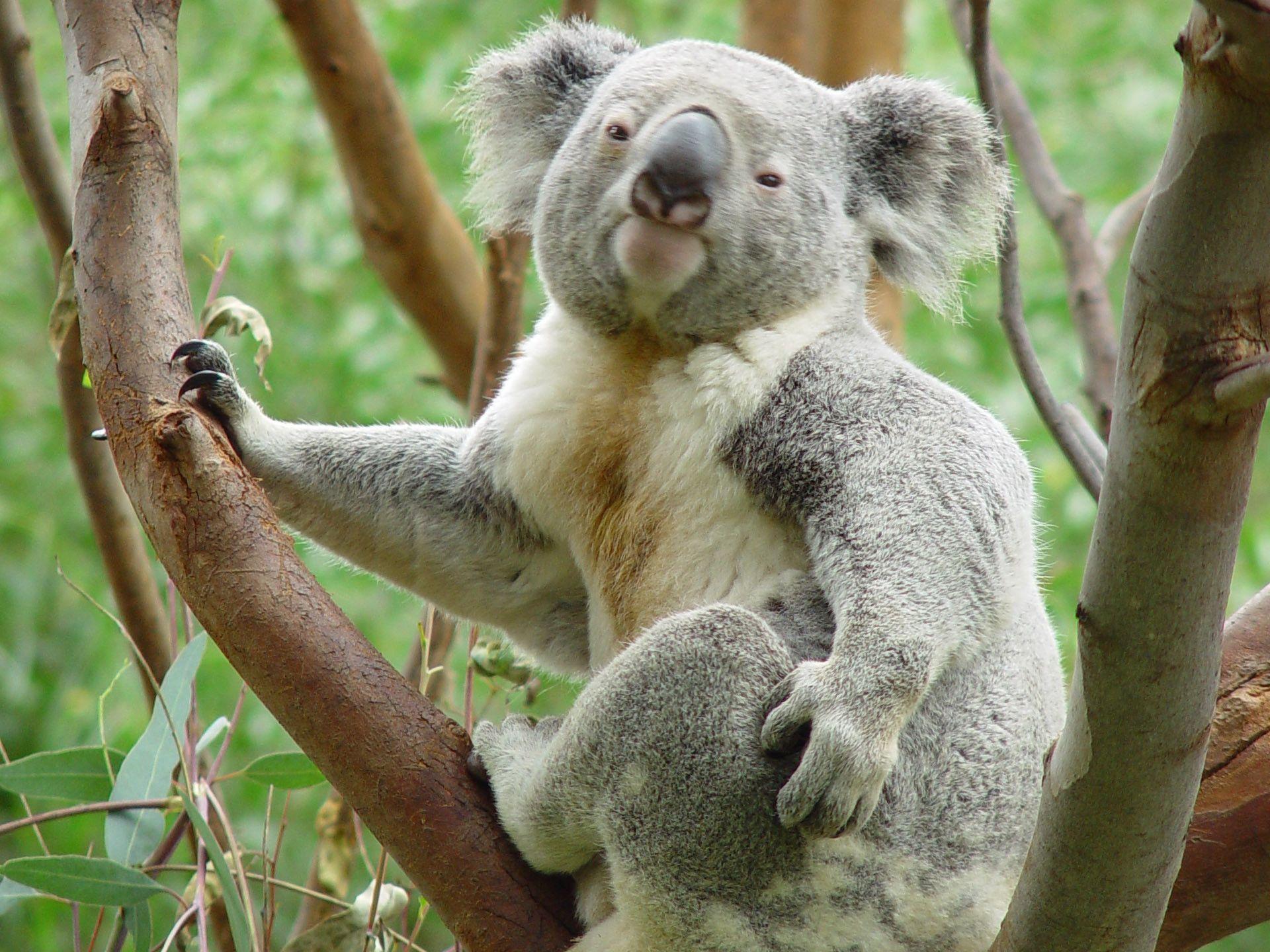 Koala Wallpapers Windows 7 25 Nice Wallpapers HD Wallpapers