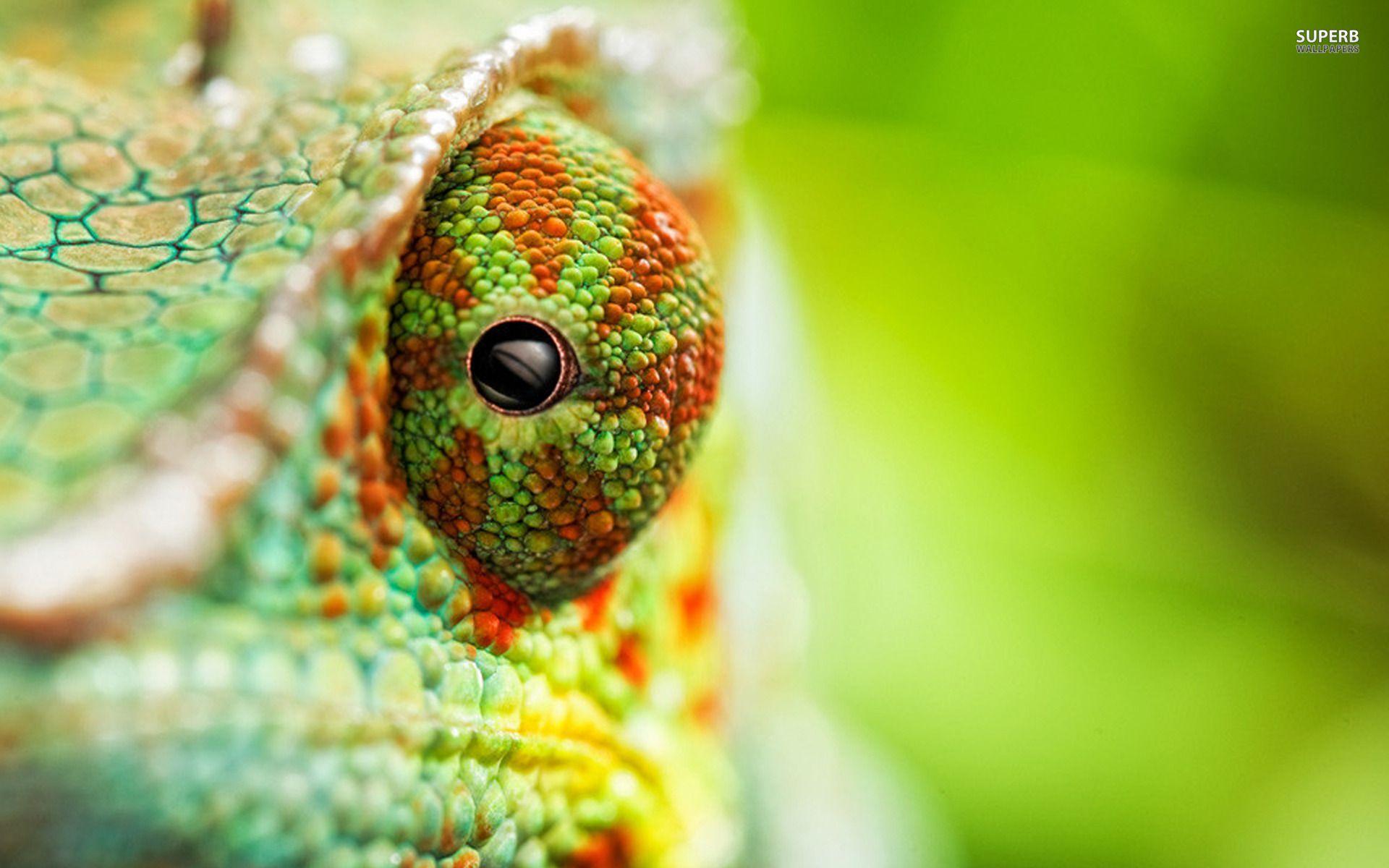 Chameleon wallpapers