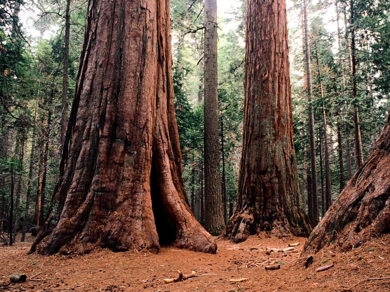 Sequoia National Park Wallpapers High Quality