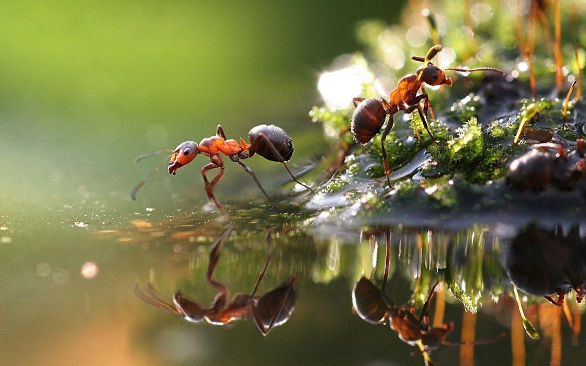 Ant HD Wallpapers