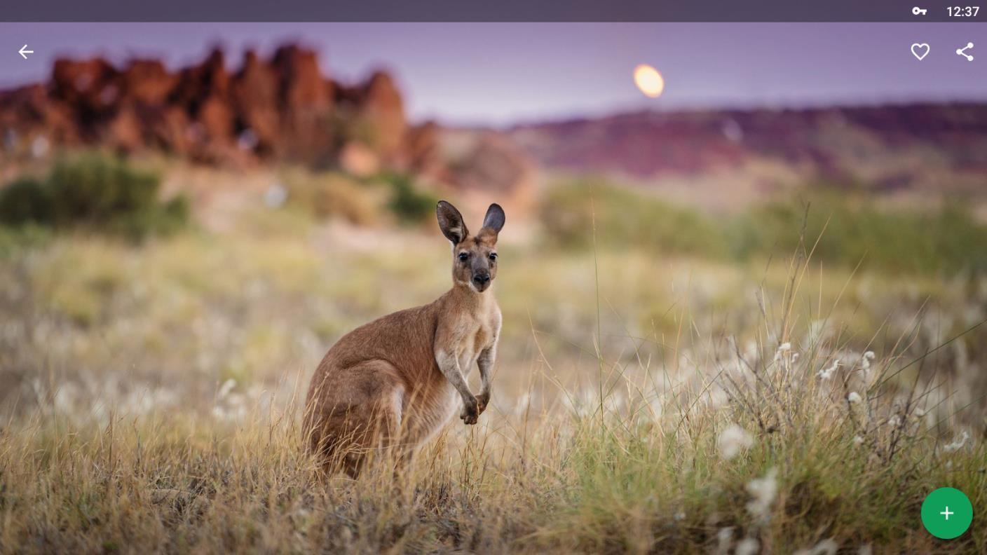 Kangaroo Wallpapers HD for Android