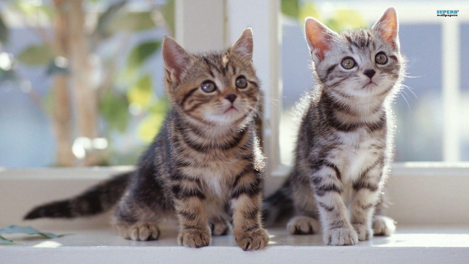 Picture Kittens Wallpaper, HQ Backgrounds