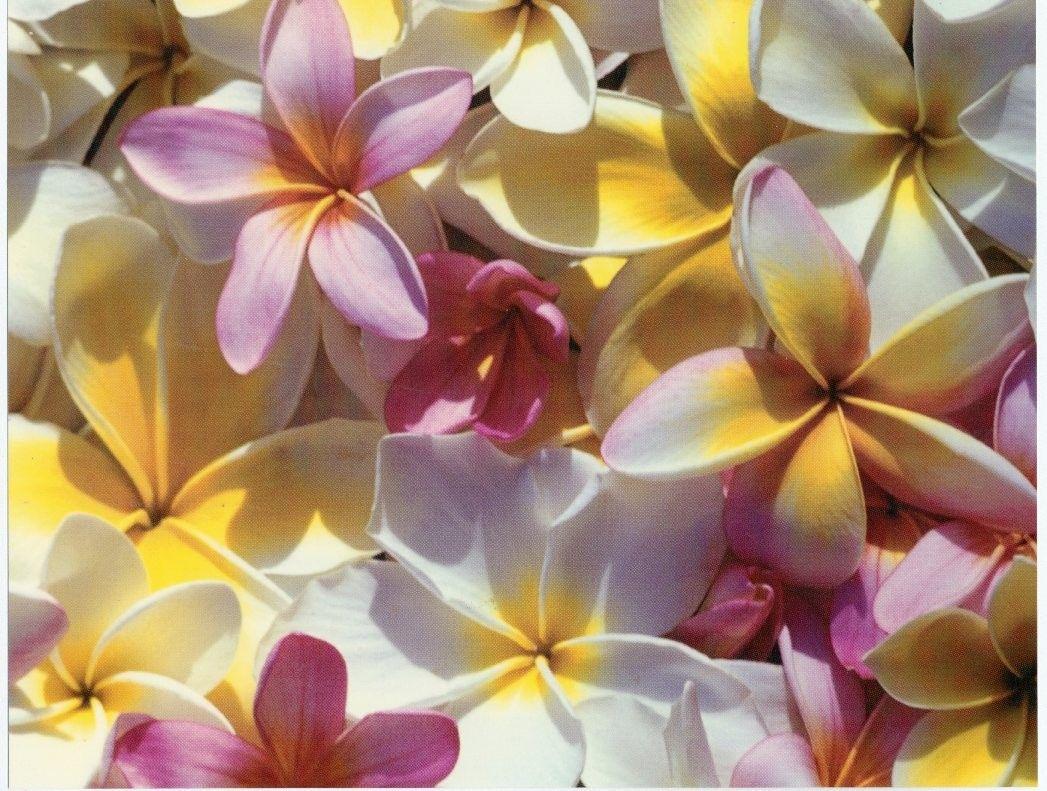 Flower: Vanuatu Flowers Frangipani Tropical Island Picture