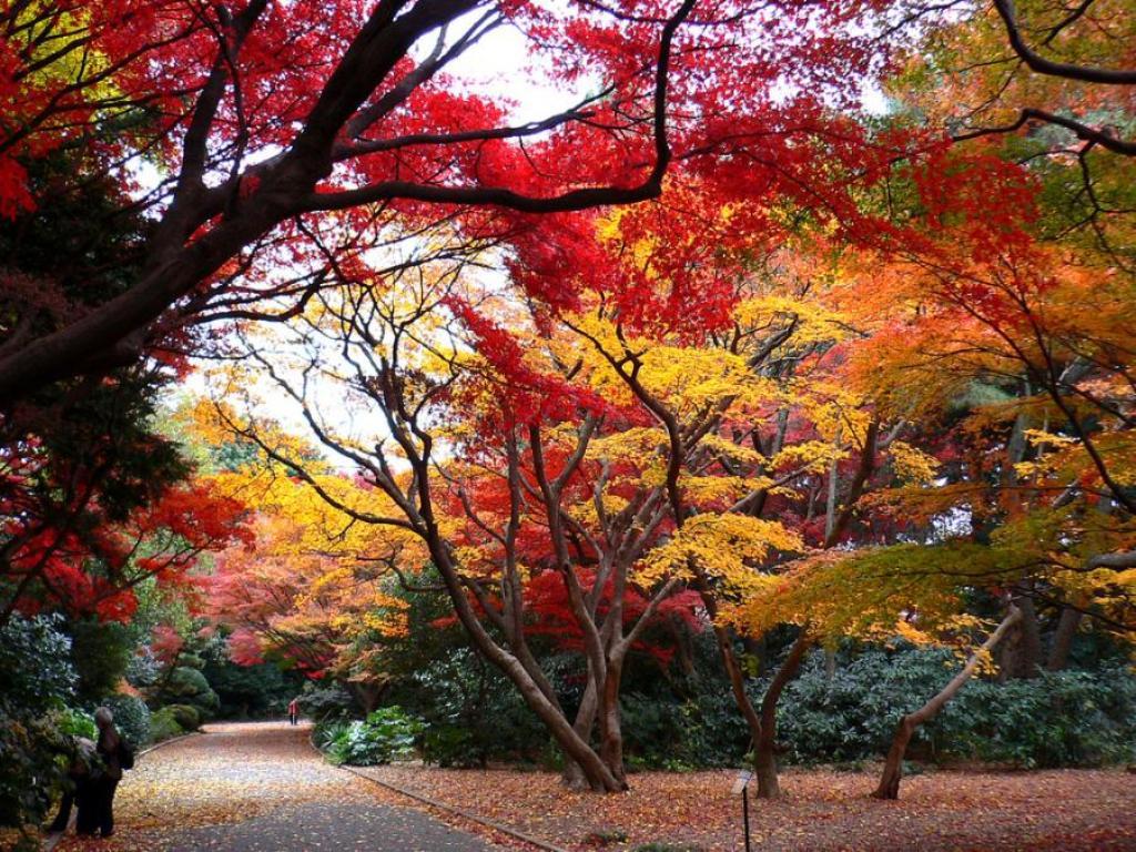 Shinjuku Gyoen Tokyo