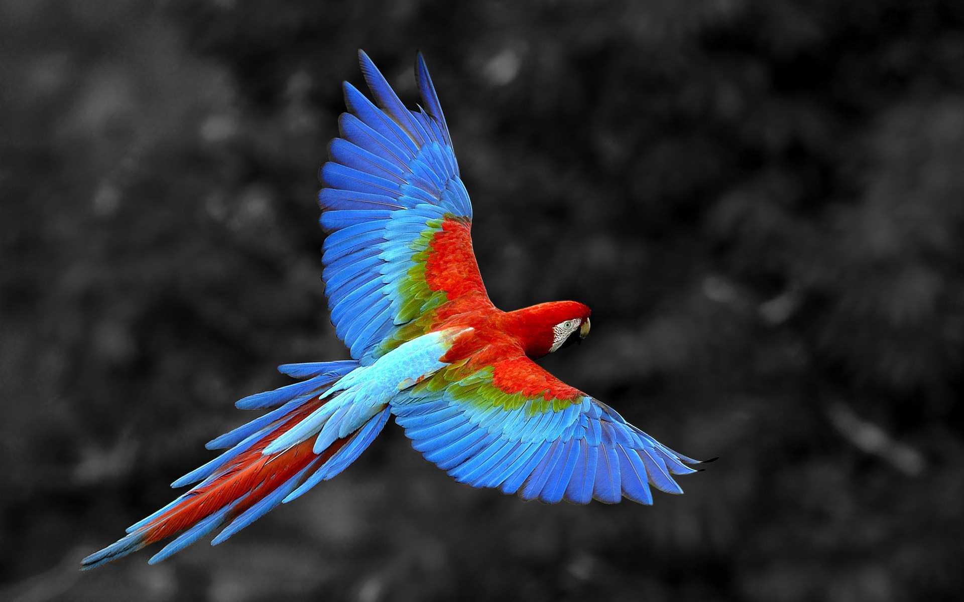 Scarlet Macaw Bird, HD Birds, 4k Wallpapers, Image, Backgrounds