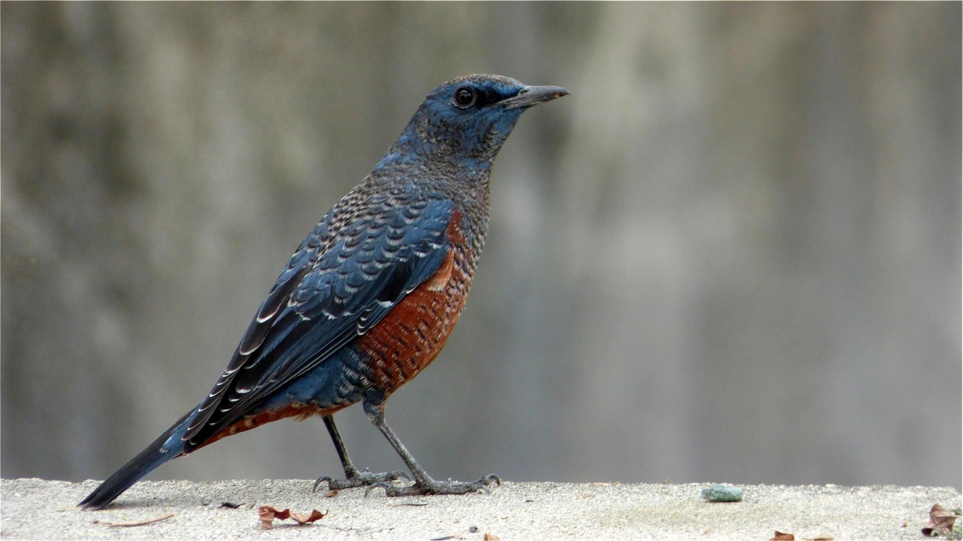 Blue, brown, and black bird, blue rock thrush, rock thrush