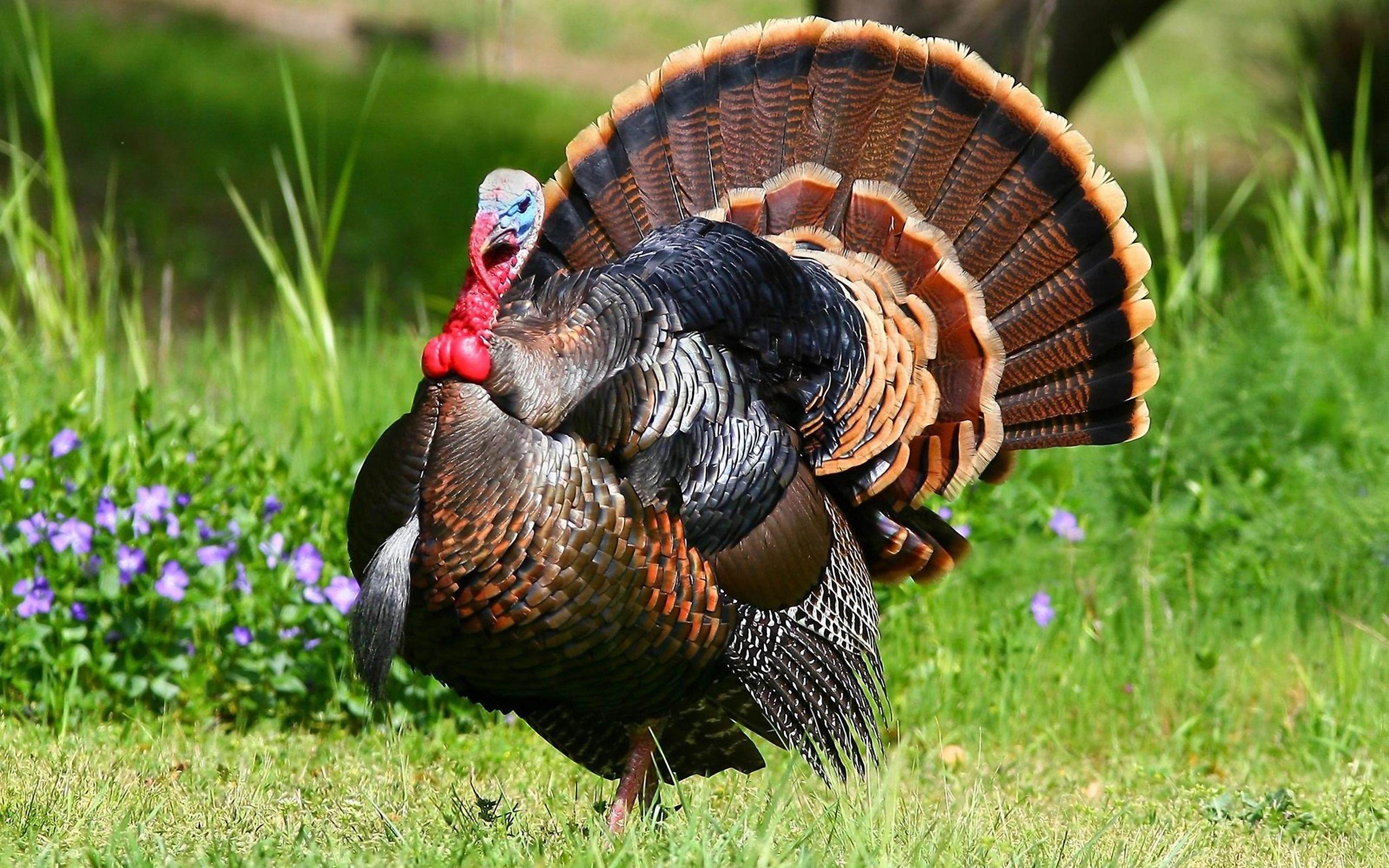 13 Turkey HD Wallpapers