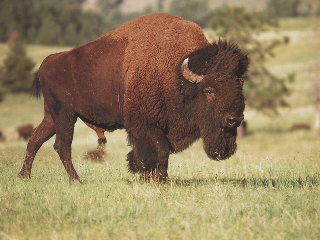 The Image of Animals Wildlife Bison Fresh HD Wallpapers