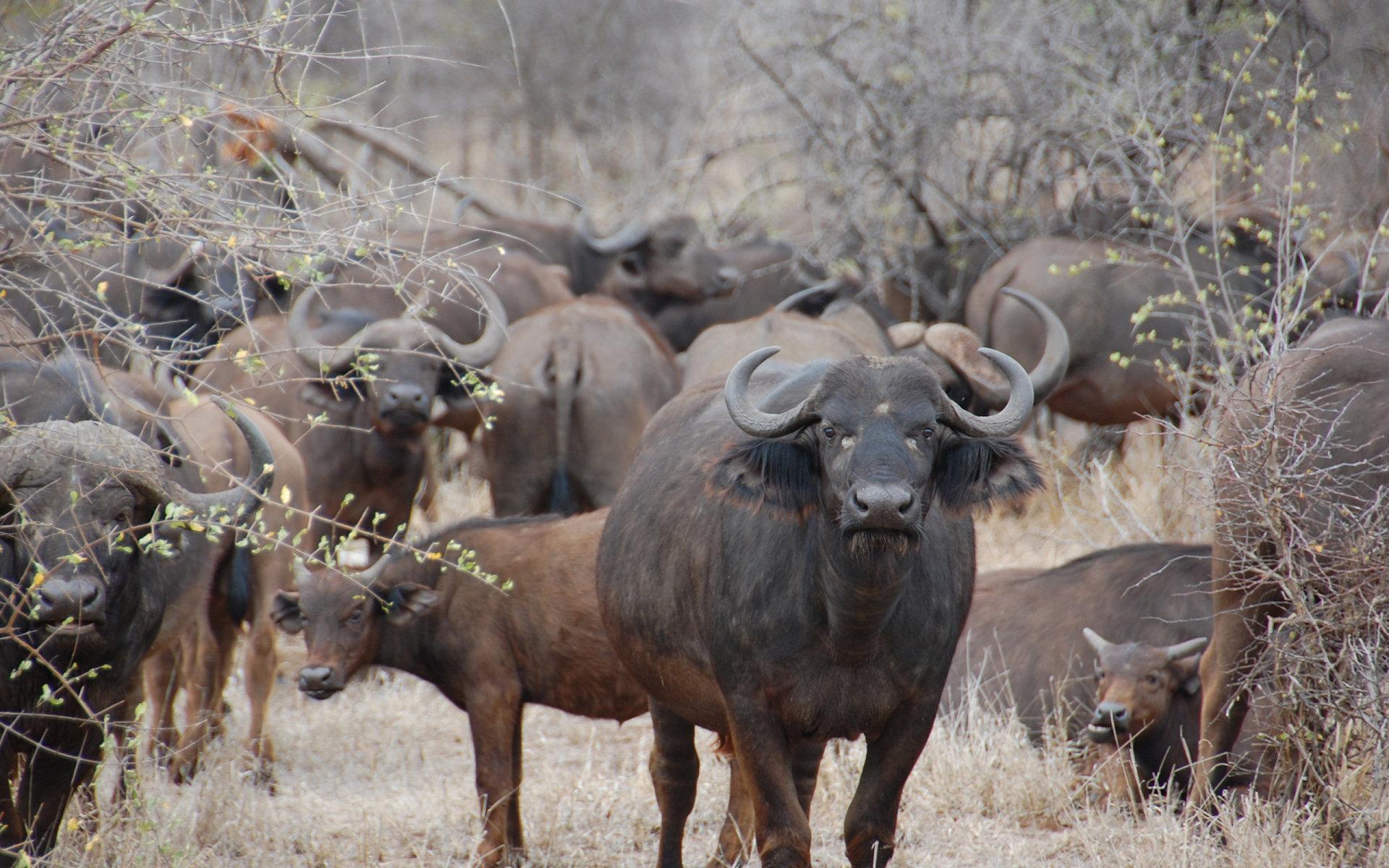 African Buffalo Wallpapers 7