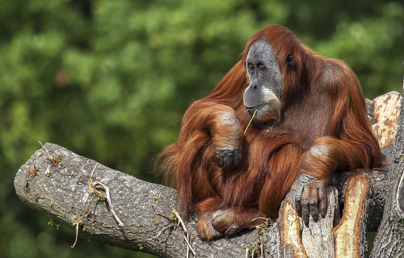 Wallpapers tree, the primacy of, orangutan image for desktop