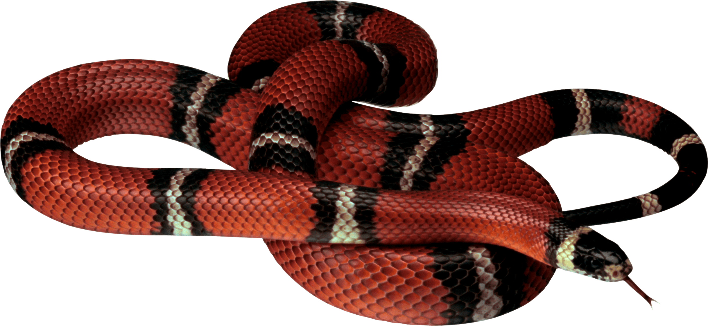 Snake image, free download picture snakes