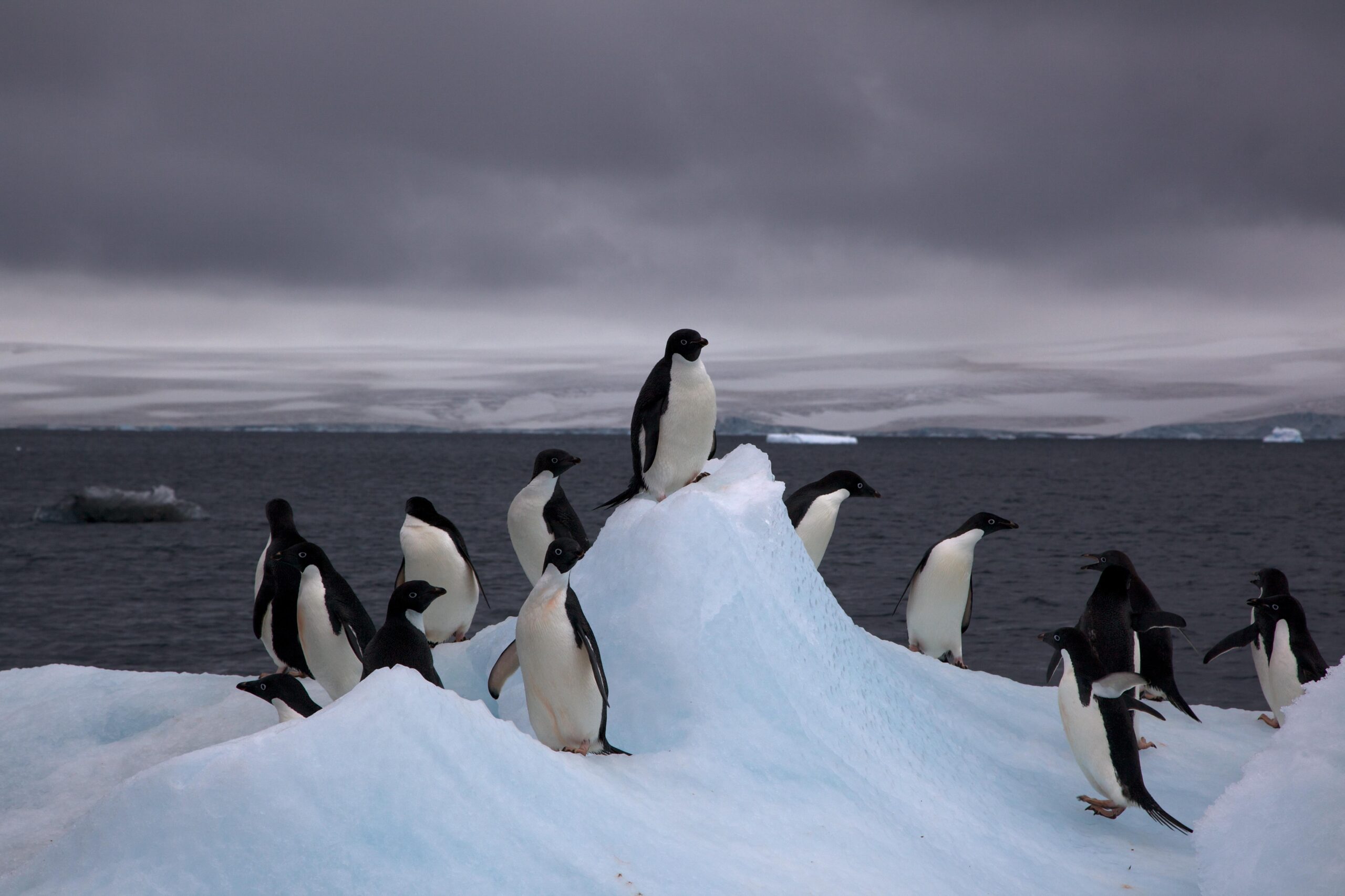 List of birds of Antarctica