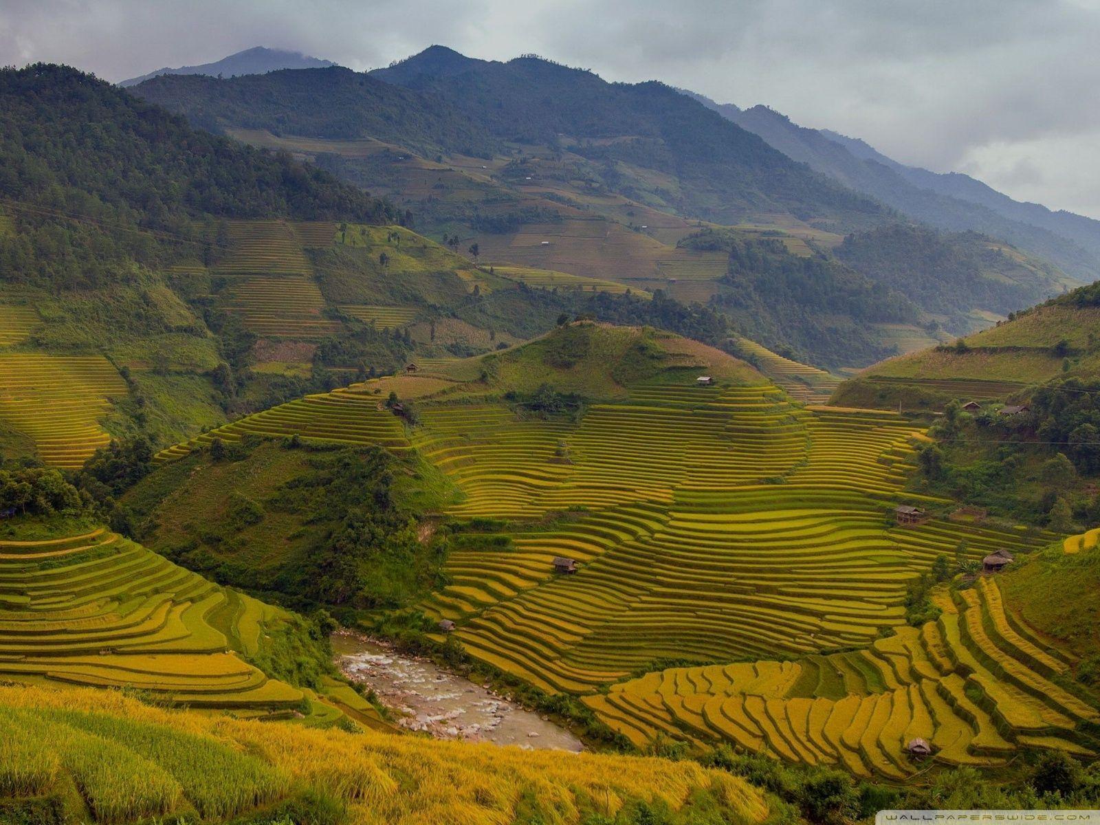 Rice Terraces Vietnam HD desktop wallpapers : High Definition