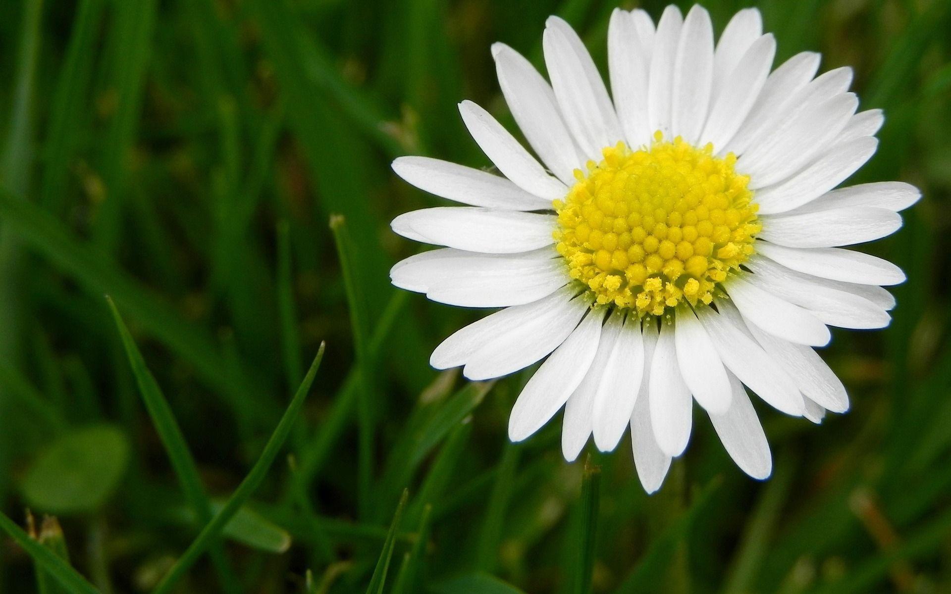 white daisy flower