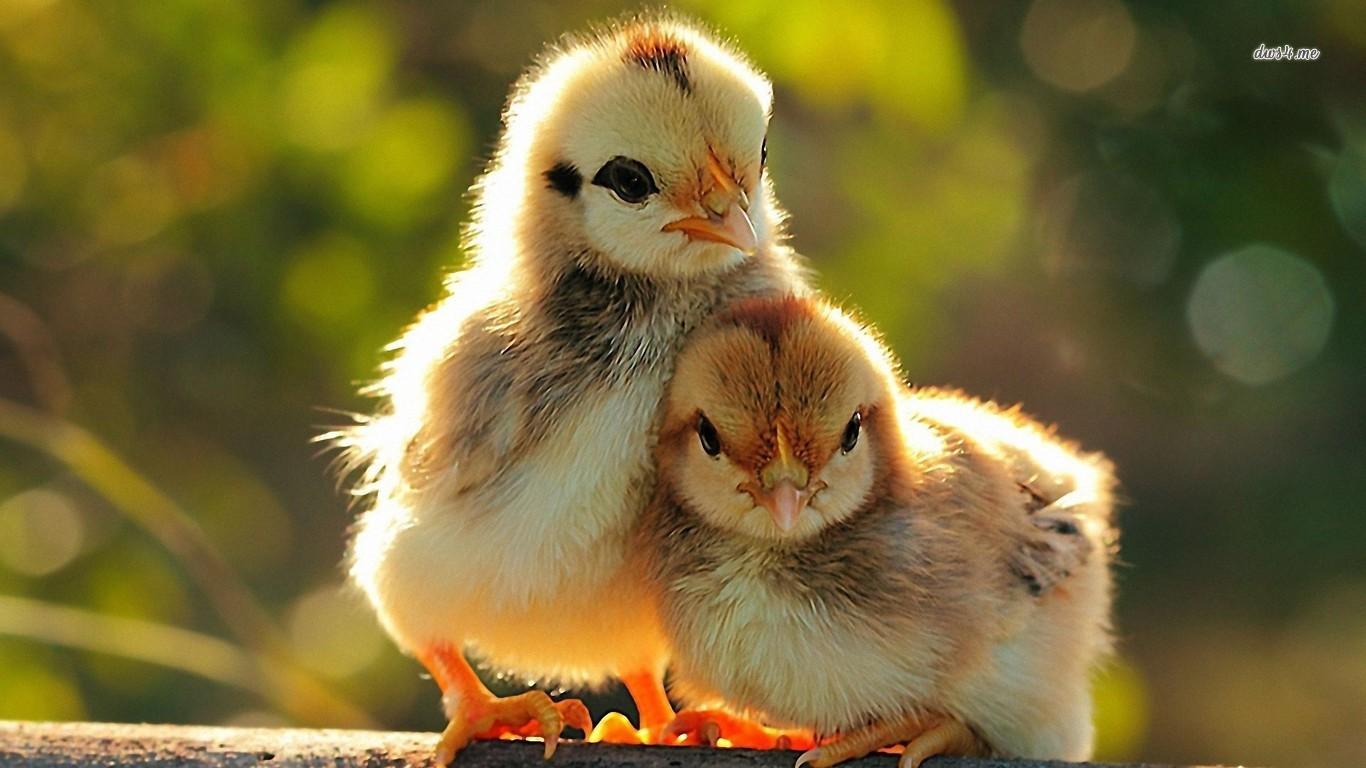 Chicks wallpapers