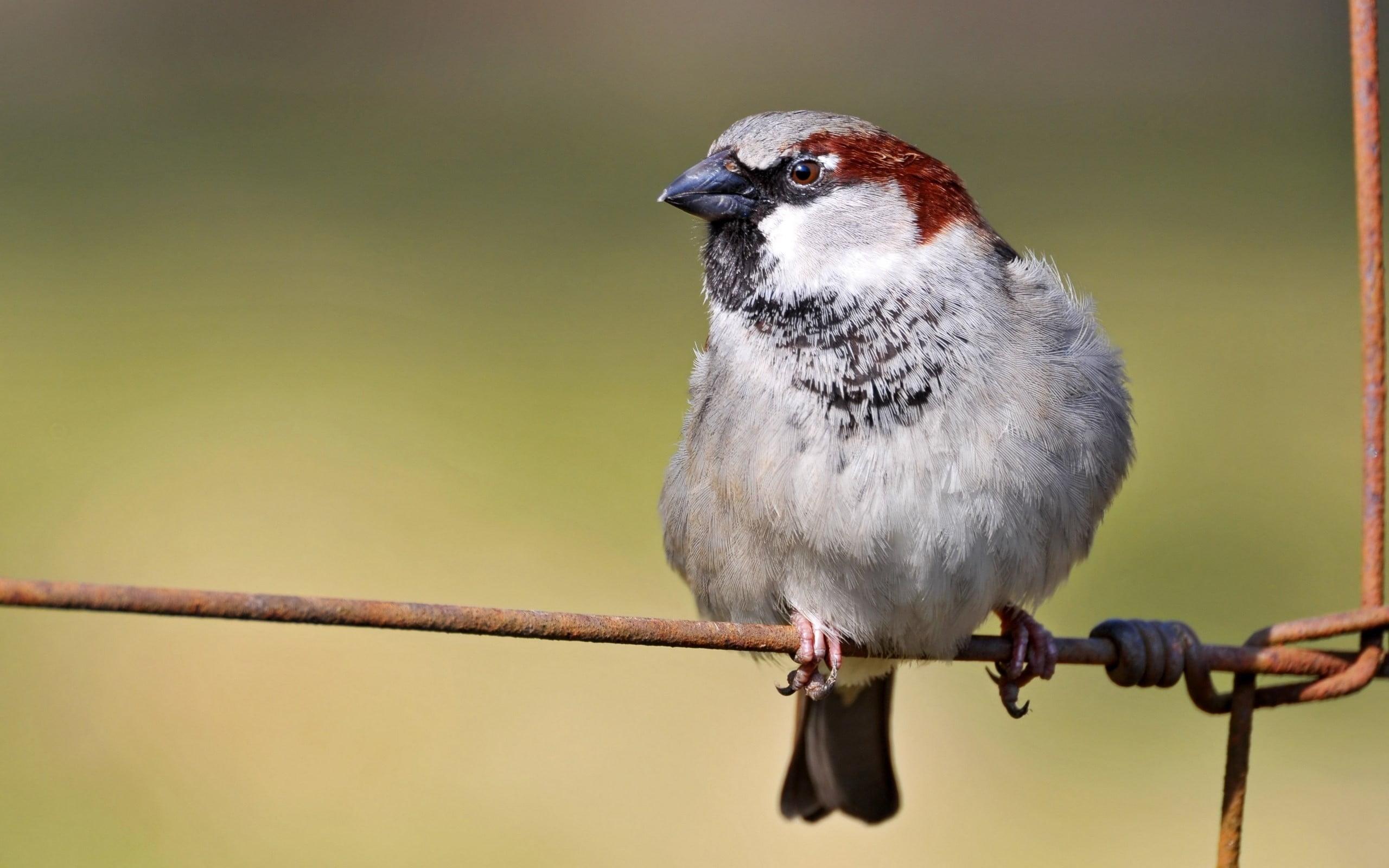 House Sparrow HD wallpapers