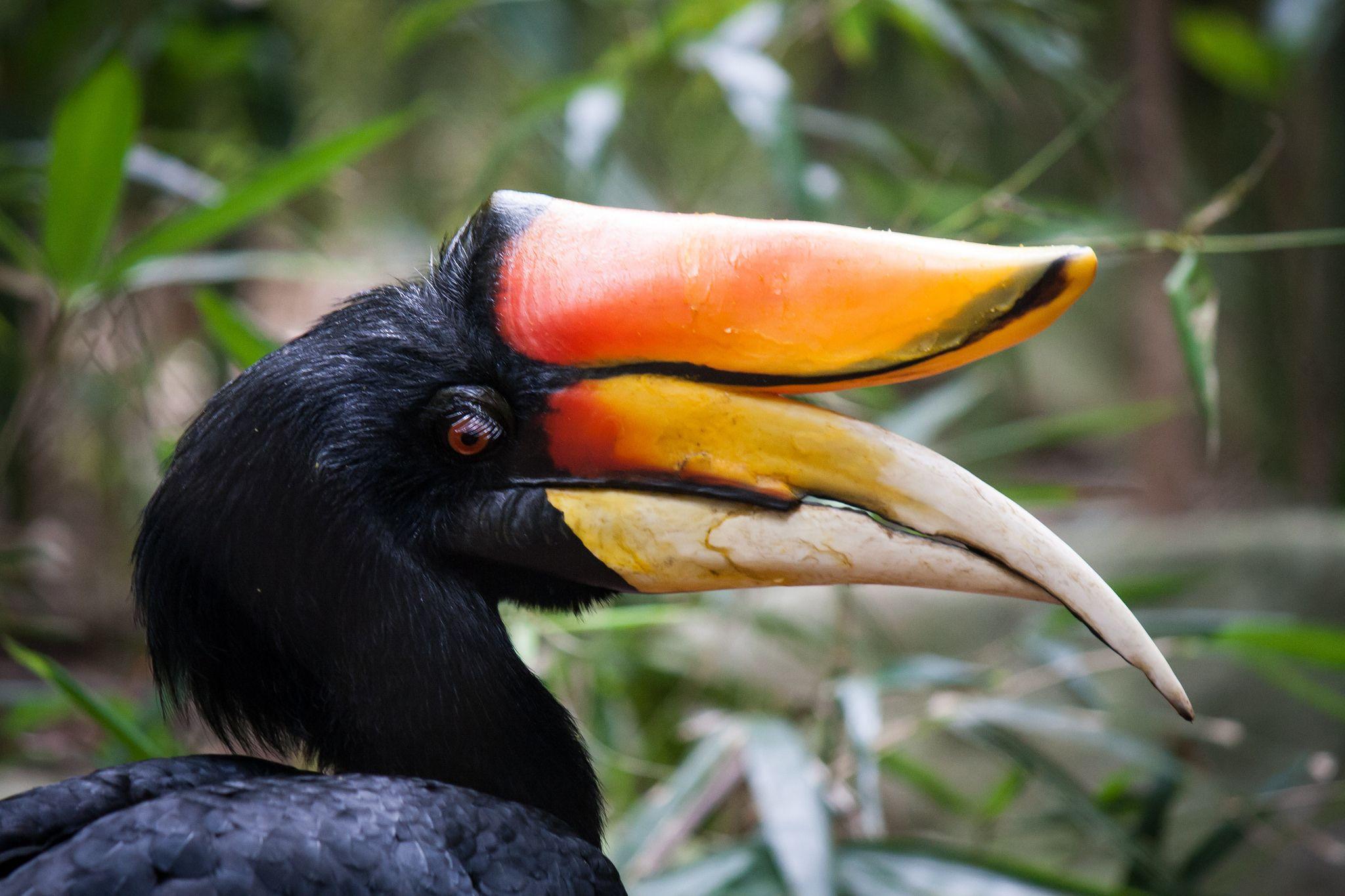 Hornbill HD Wallpapers free