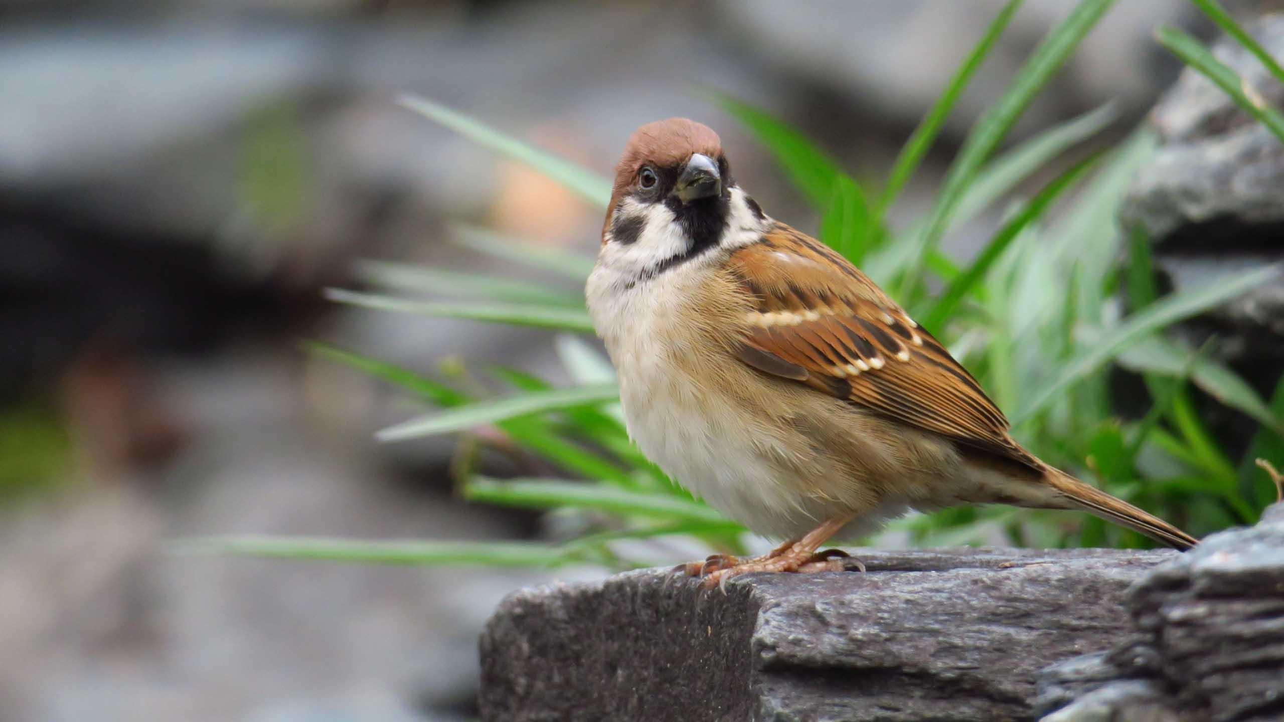 Sparrow Birds HD Wallpapers