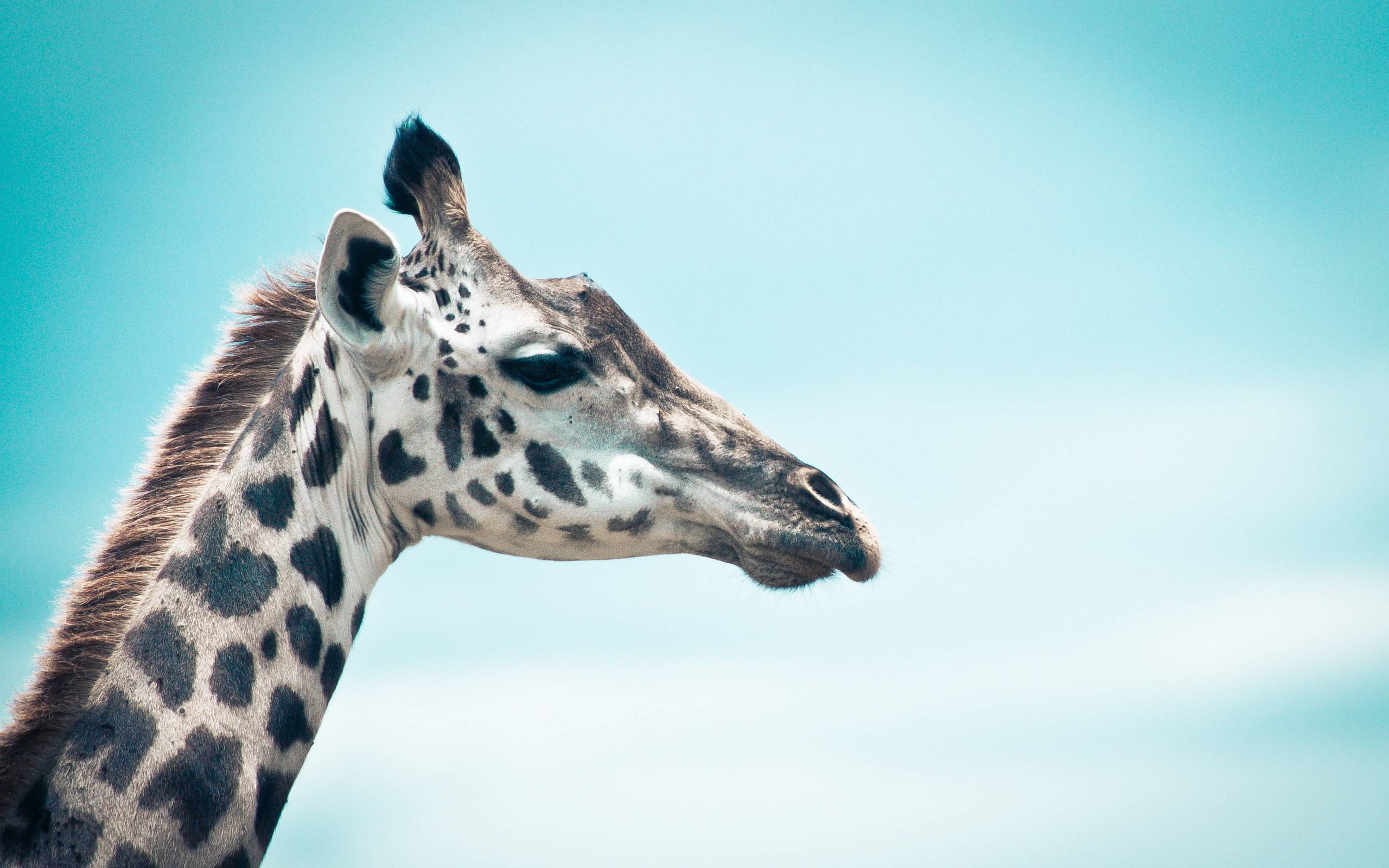 154 Giraffe Wallpapers