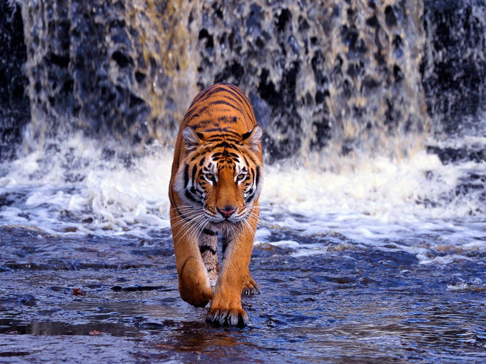 Tiger HD Wallpapers