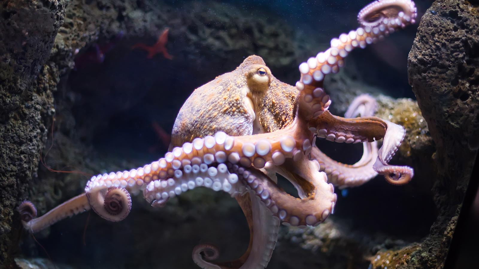 Real Octopus Image HD Wallpapers – Animals And Birds