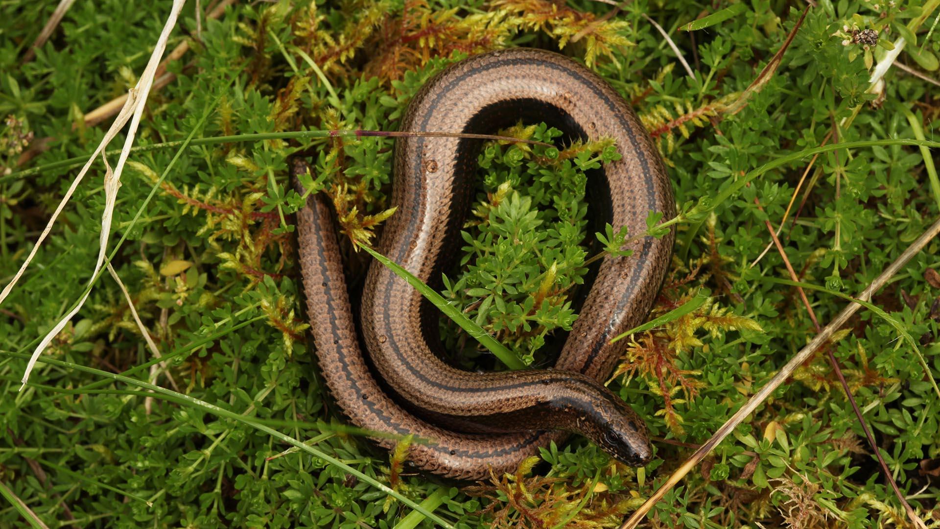 Slow worm facts