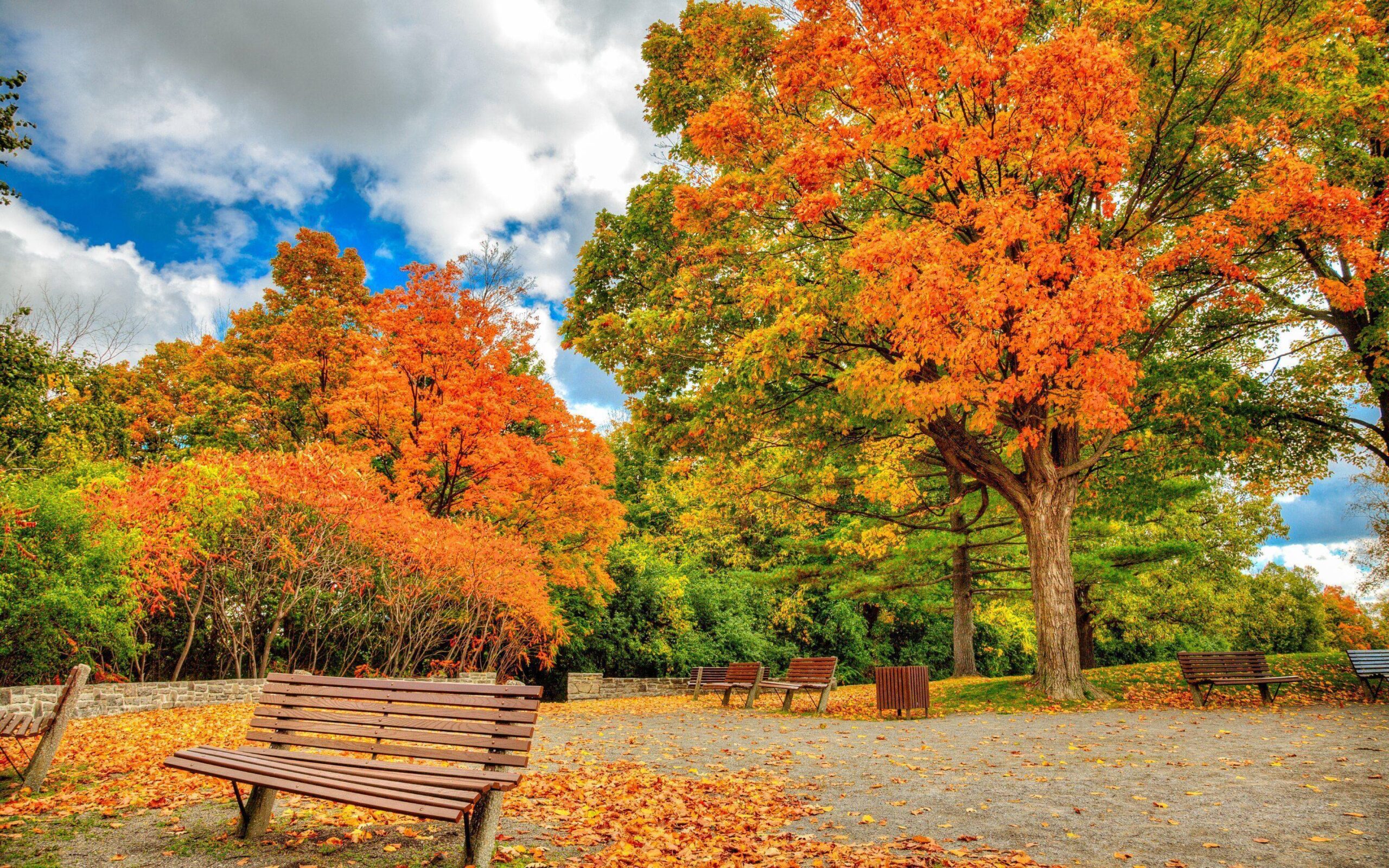 Autumn in Ottawa Wallpapers · 4K HD Desktop Backgrounds Phone Image