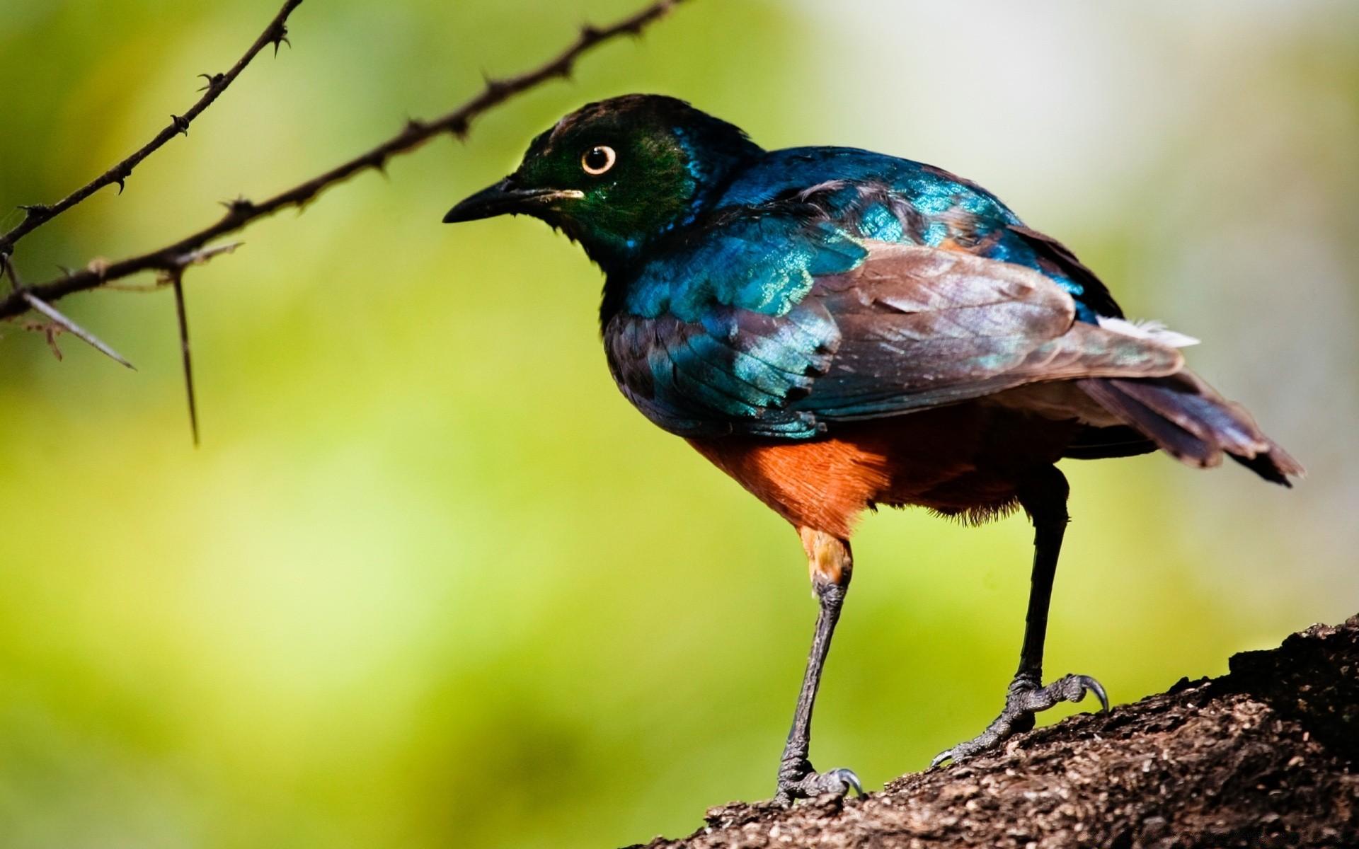 Starling Bird