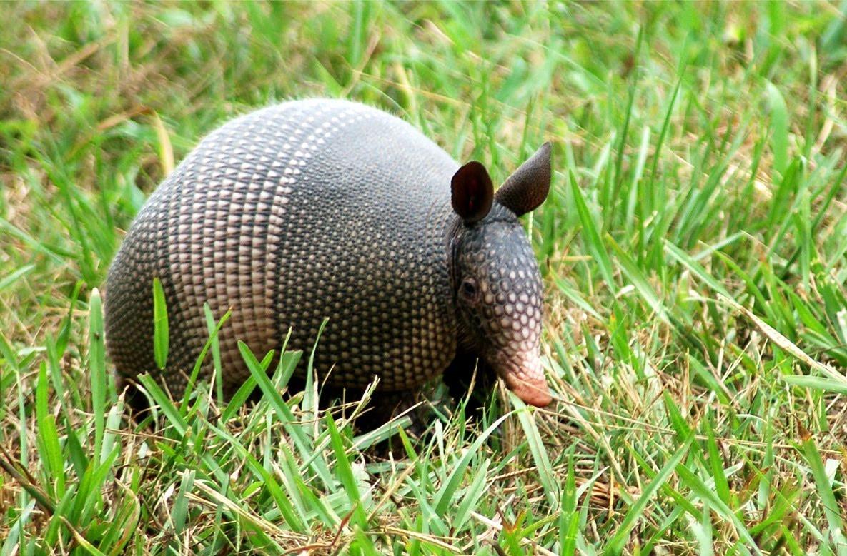 Armadillo desktop photo HD wallpapers