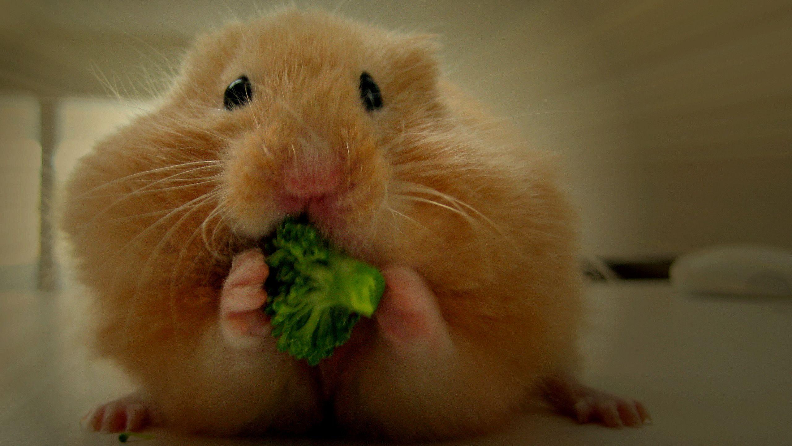 Hamster Wallpapers 18