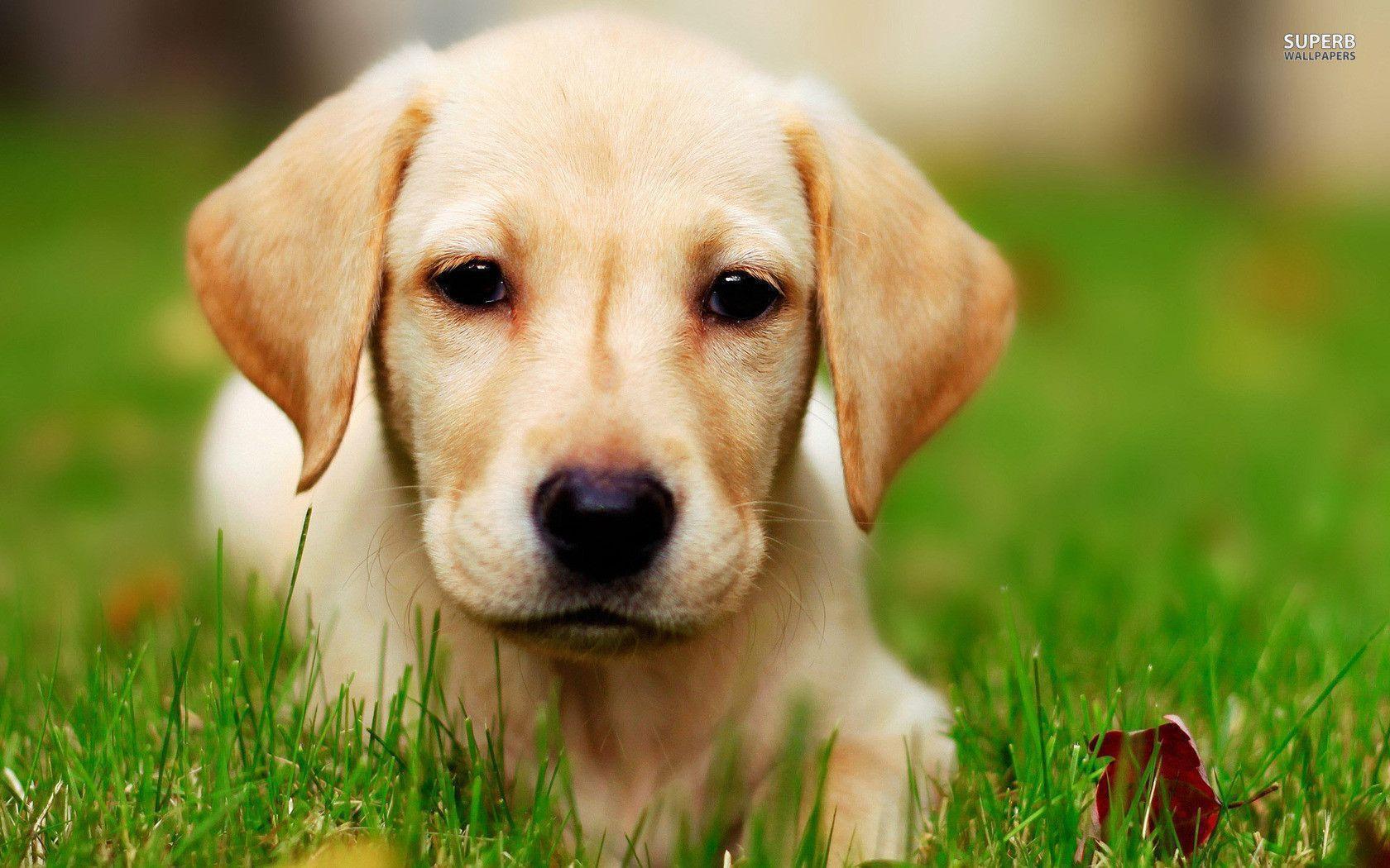 Labrador puppy wallpapers