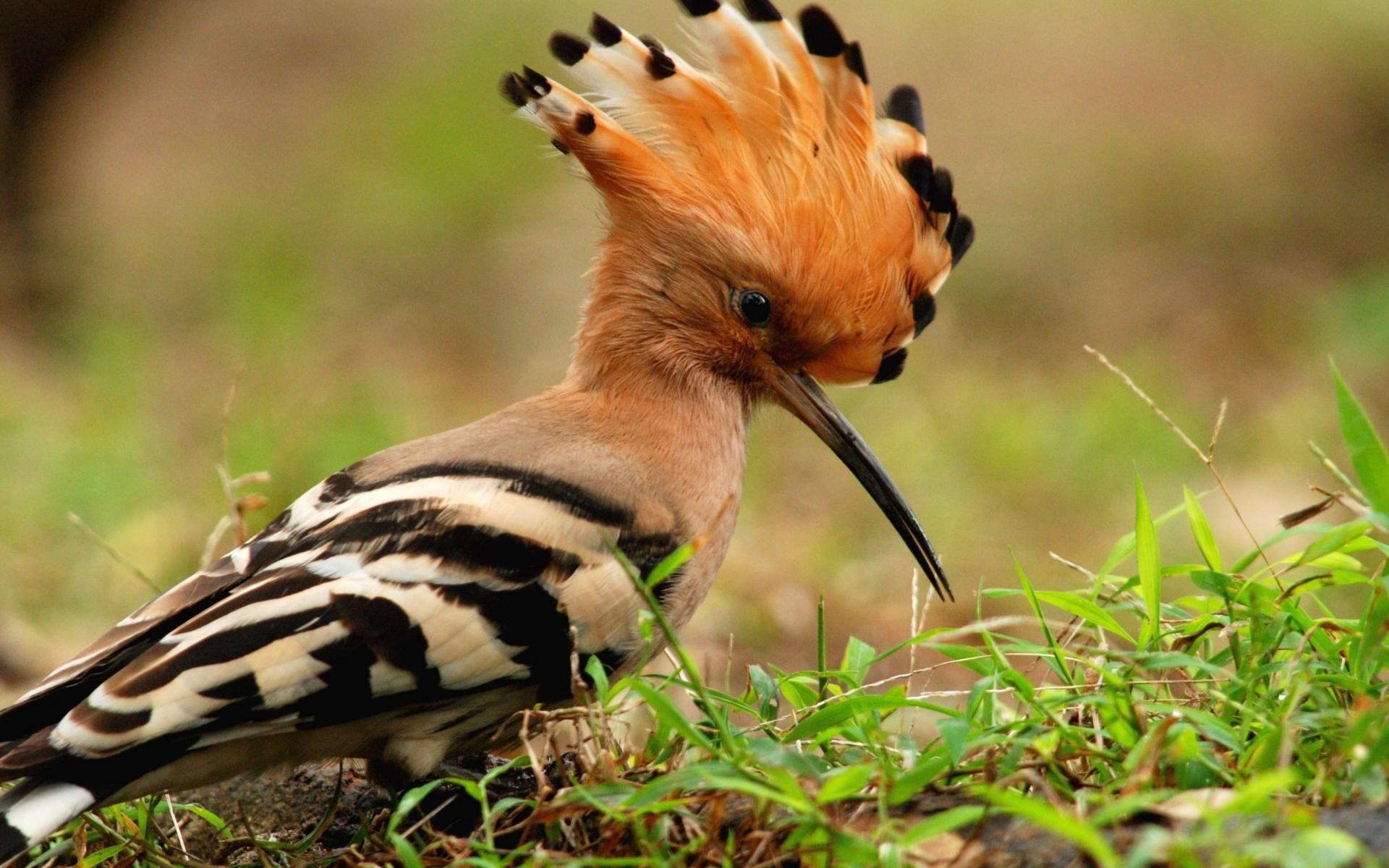 Download Animals Birds Macro Hoopoe Wallpapers