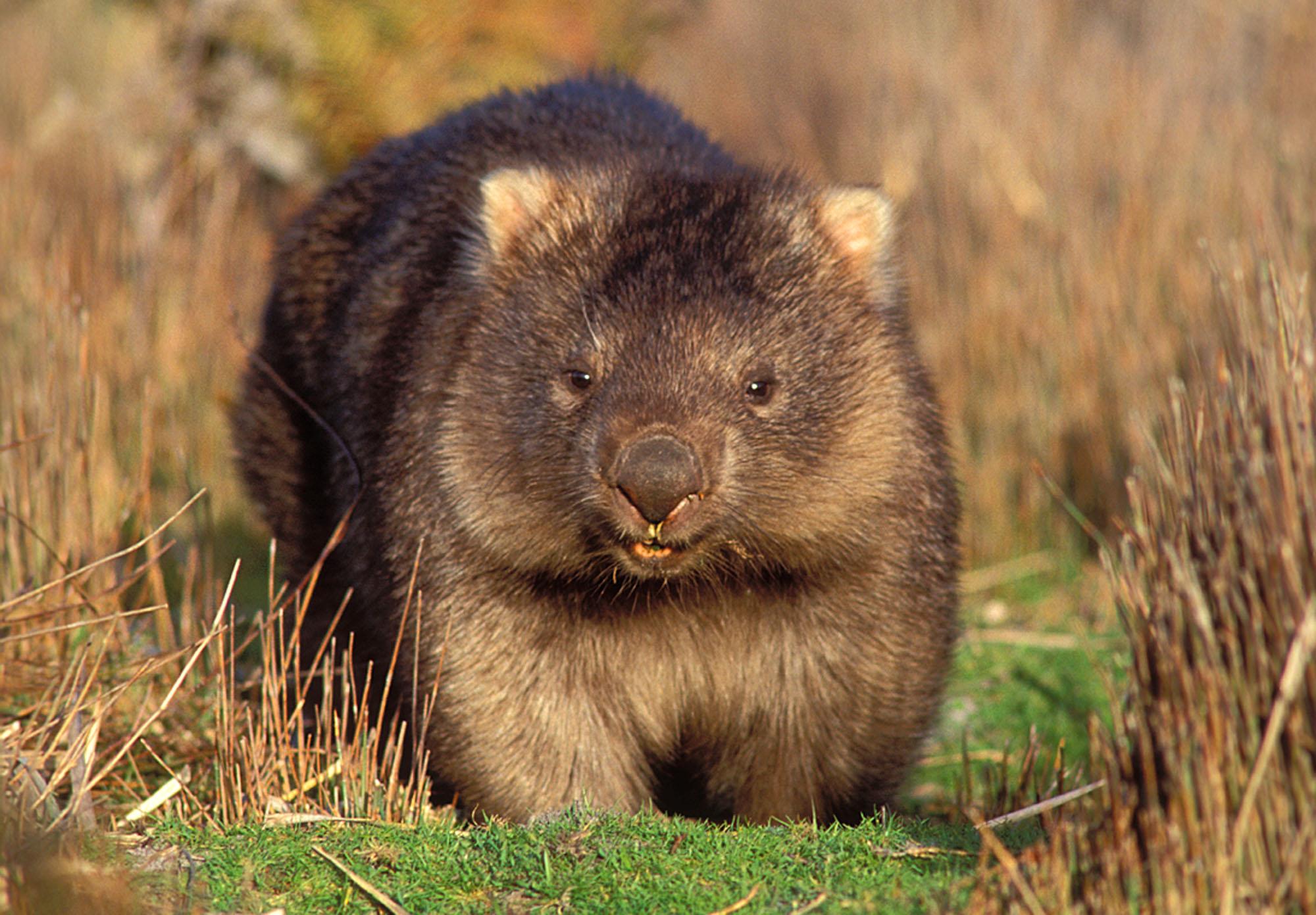 Best 40+ Wombat Backgrounds on HipWallpapers