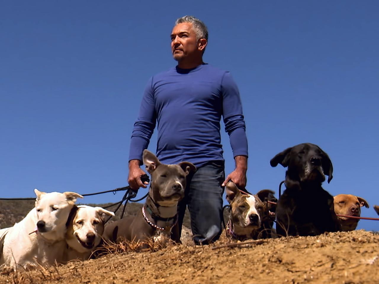 Bitten by tragedy, Cesar Millan returns wiser