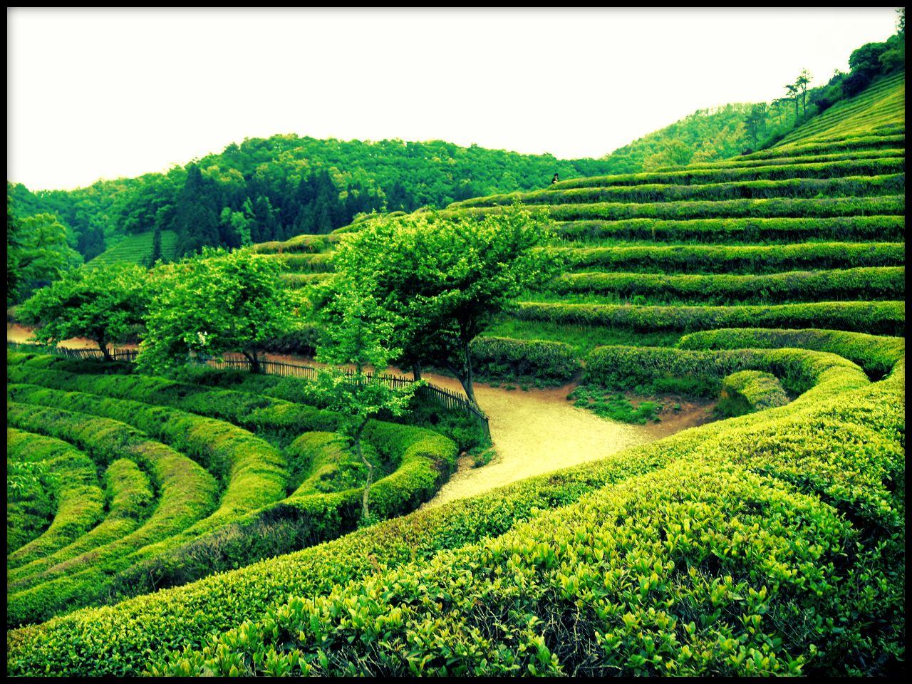 Will Travel for Tea: Boseong, South Korea