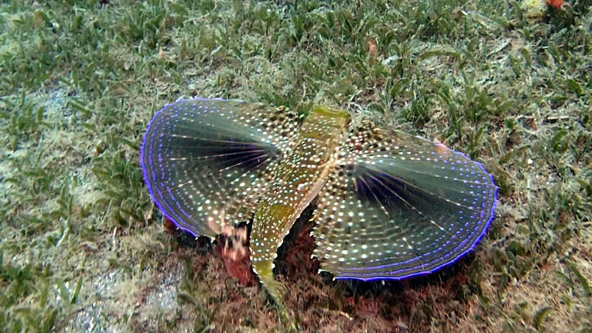 Scuba Diving Saint Vincent and the Grenadines