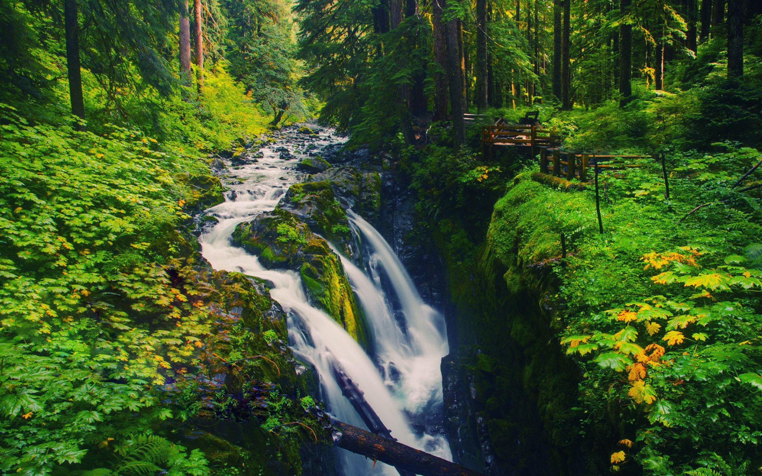 Olympic National Forest Wallpapers, Olympic National Forest Full