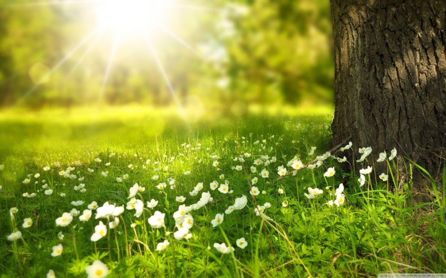 Spring wallpapers HD free download