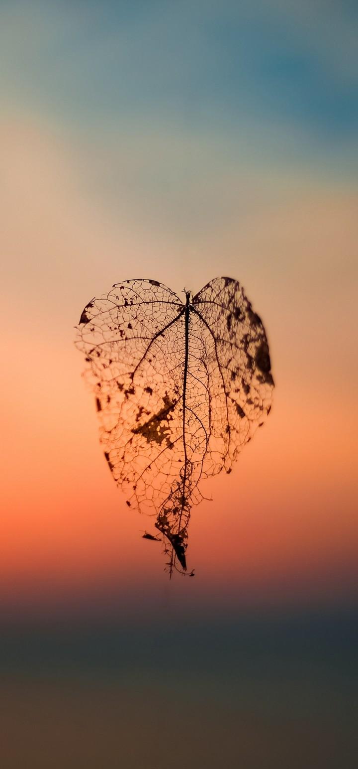 Leaf Autumn Blur Wallpapers