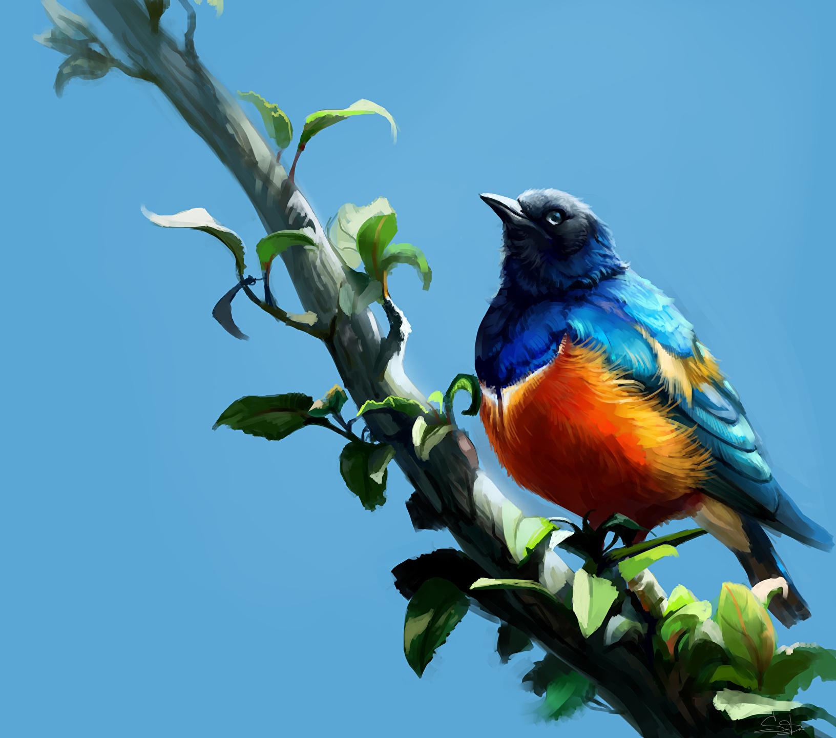 Wallpapers Birds Superb Starling Branches Animals Painting Art