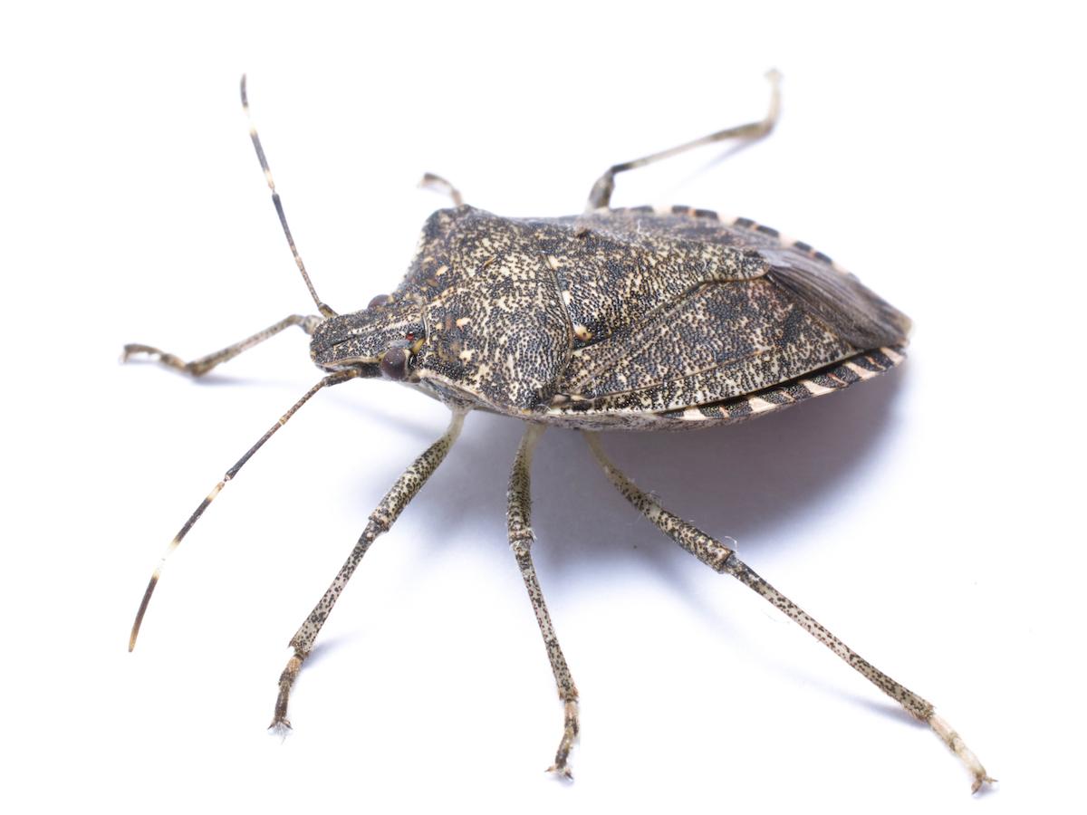 Stink Bug wallpapers, Animal, HQ Stink Bug pictures